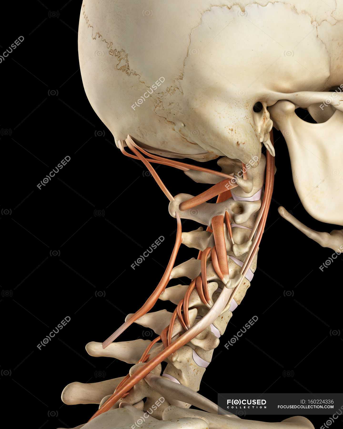 Human Neck Bone Structure And Muscle Anatomy Three Dimensional Artwork Stock Photo 160224336