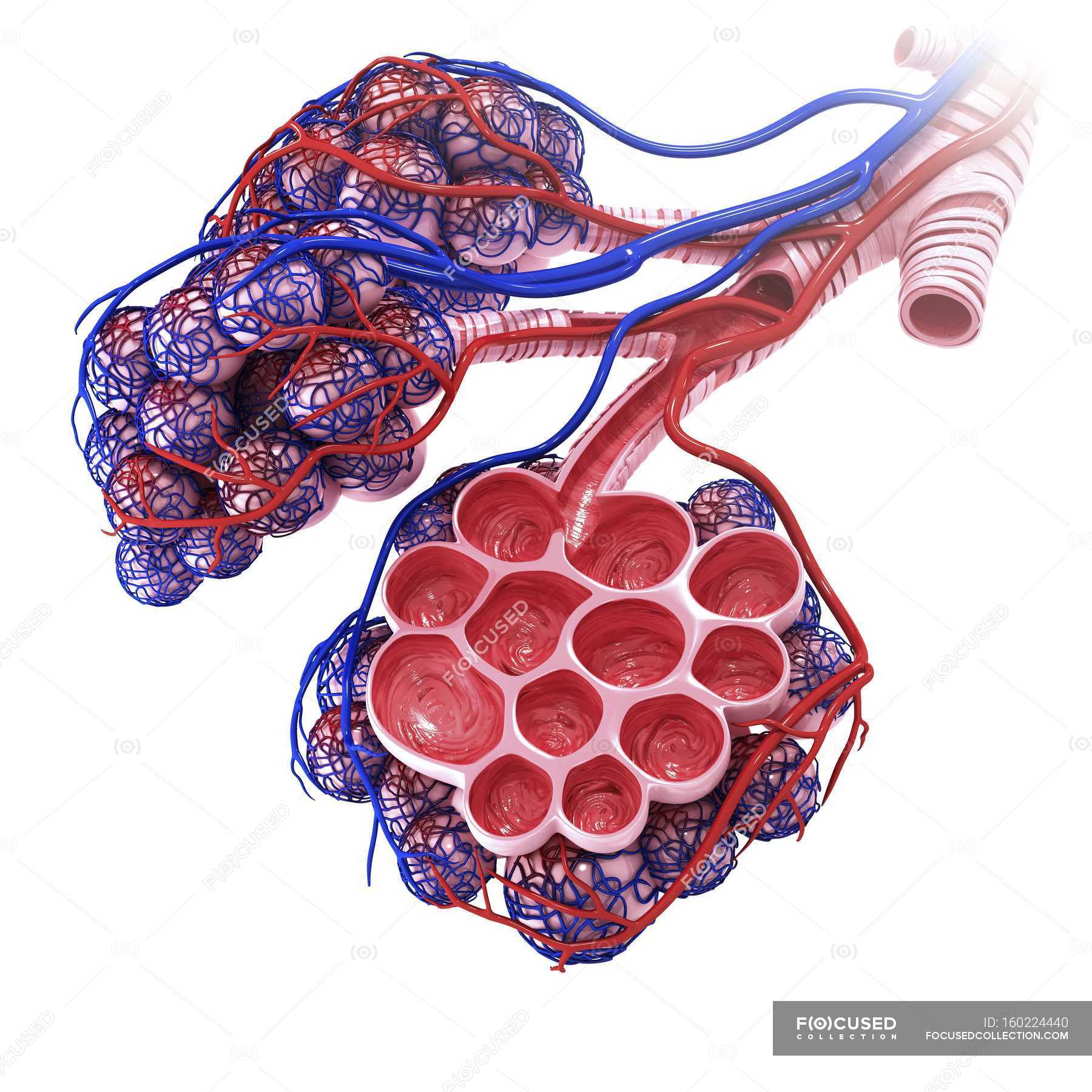 Alveolar Anatomy