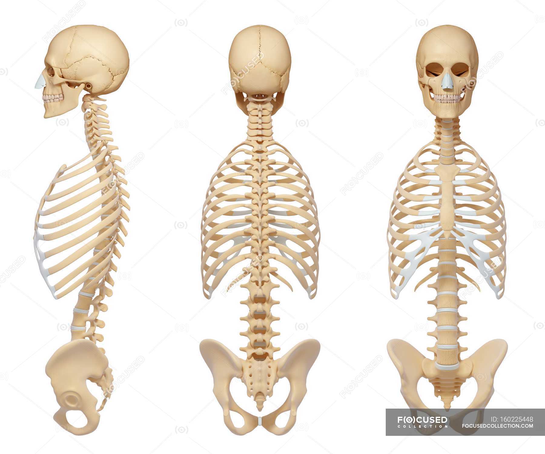 Normal Rib Cage Anatomy Anatomical Reference Stock Photo 160225448