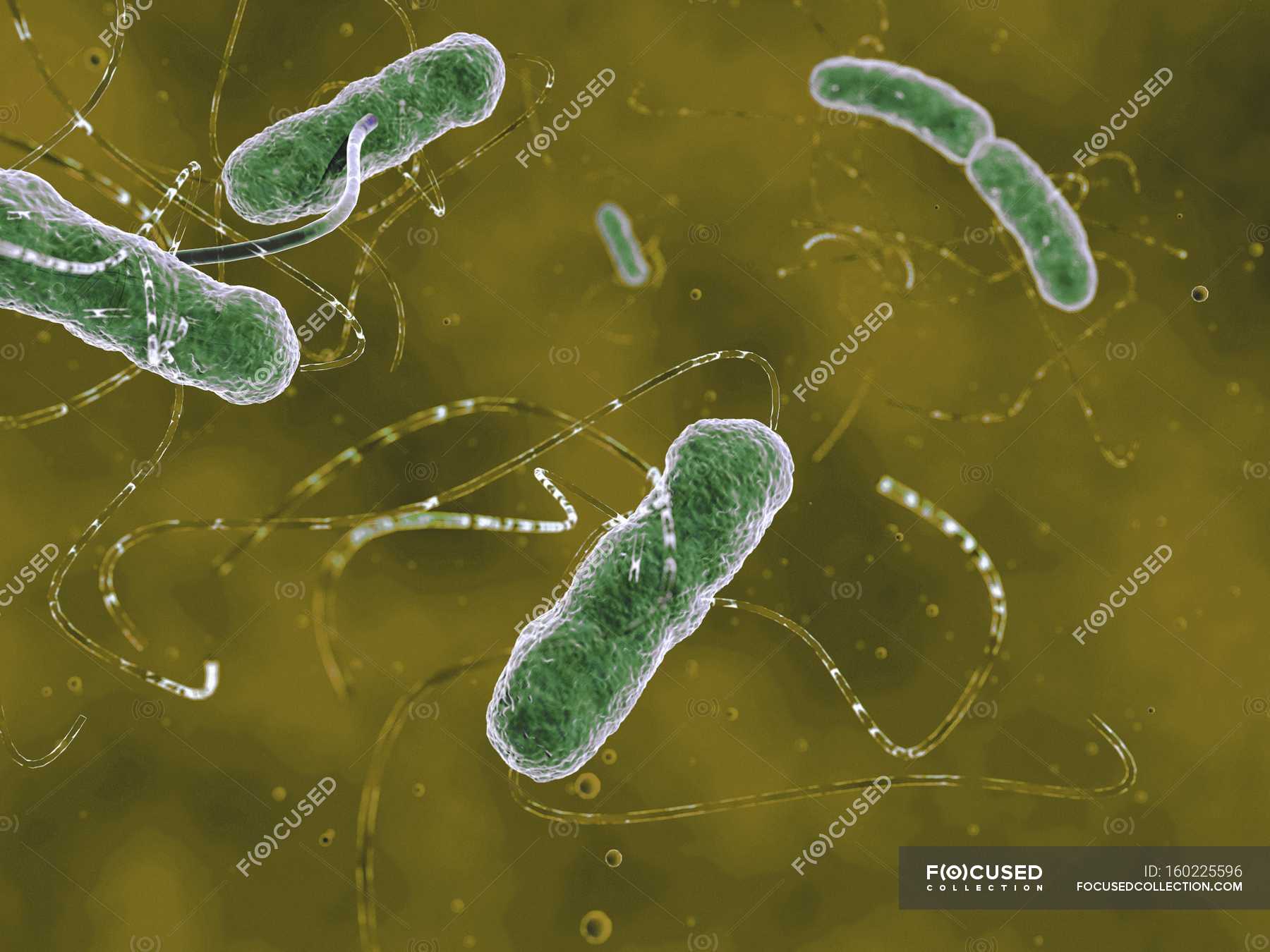 Escherichia Coli Pathogenic Bacteria Organisms Illustration Stock Photo