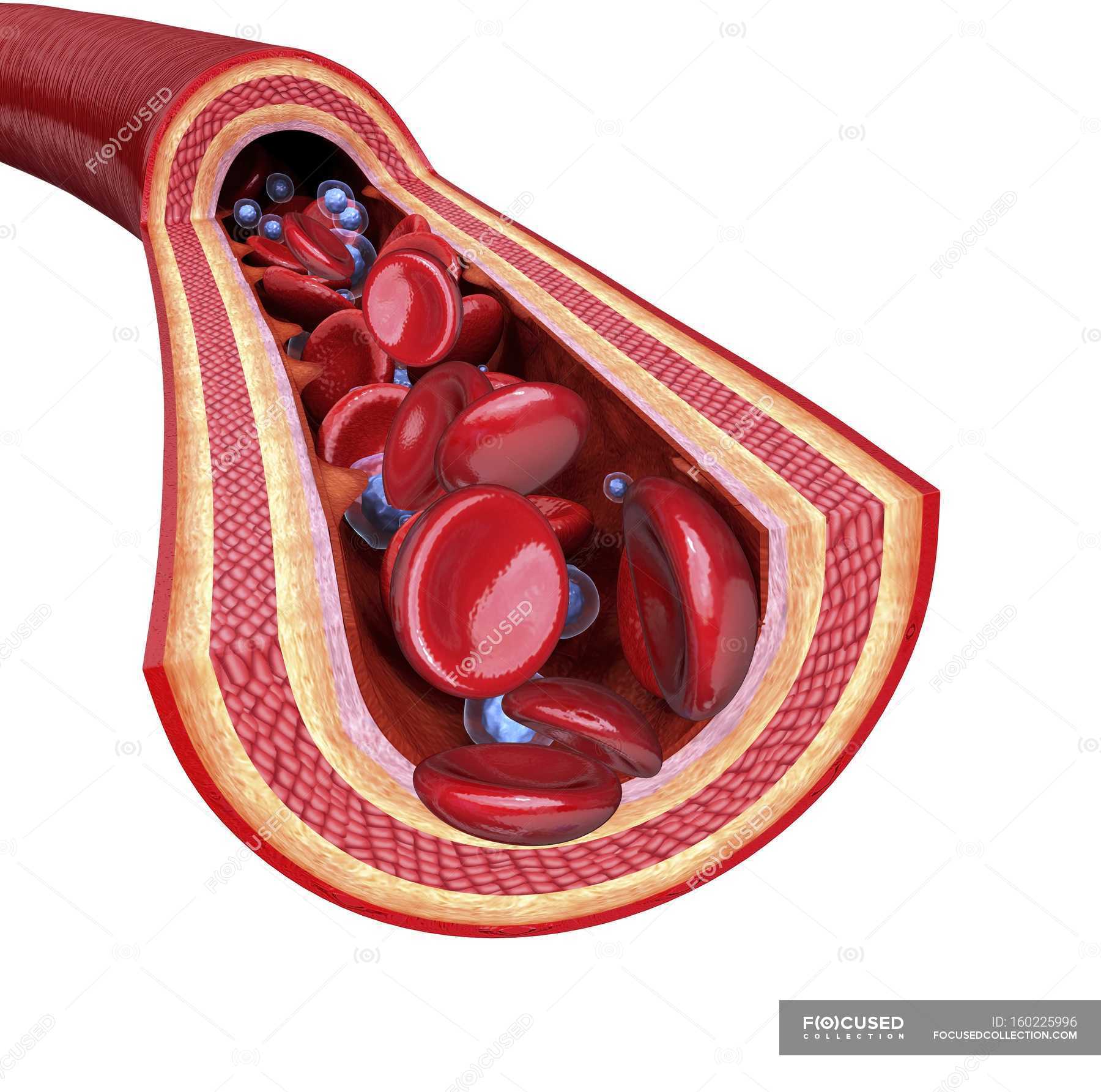 Human Artery Showing Artery Walls And Bloodstream Blood Vessel Red human-artery-showing-artery-walls-and-bloodstream-blood-vessel-red