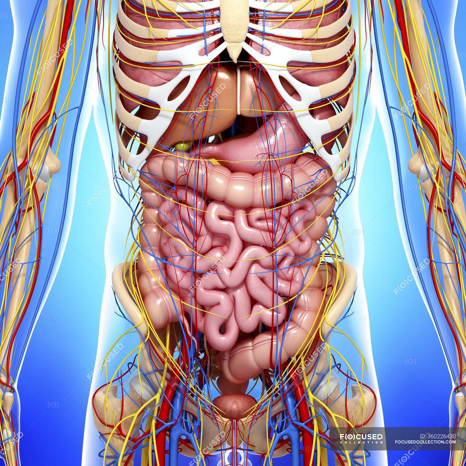 Анатомия внутренних органов женщины фото. Анатомия человека. Органы человека. Скелет с внутренними органами. Анатомия органов.