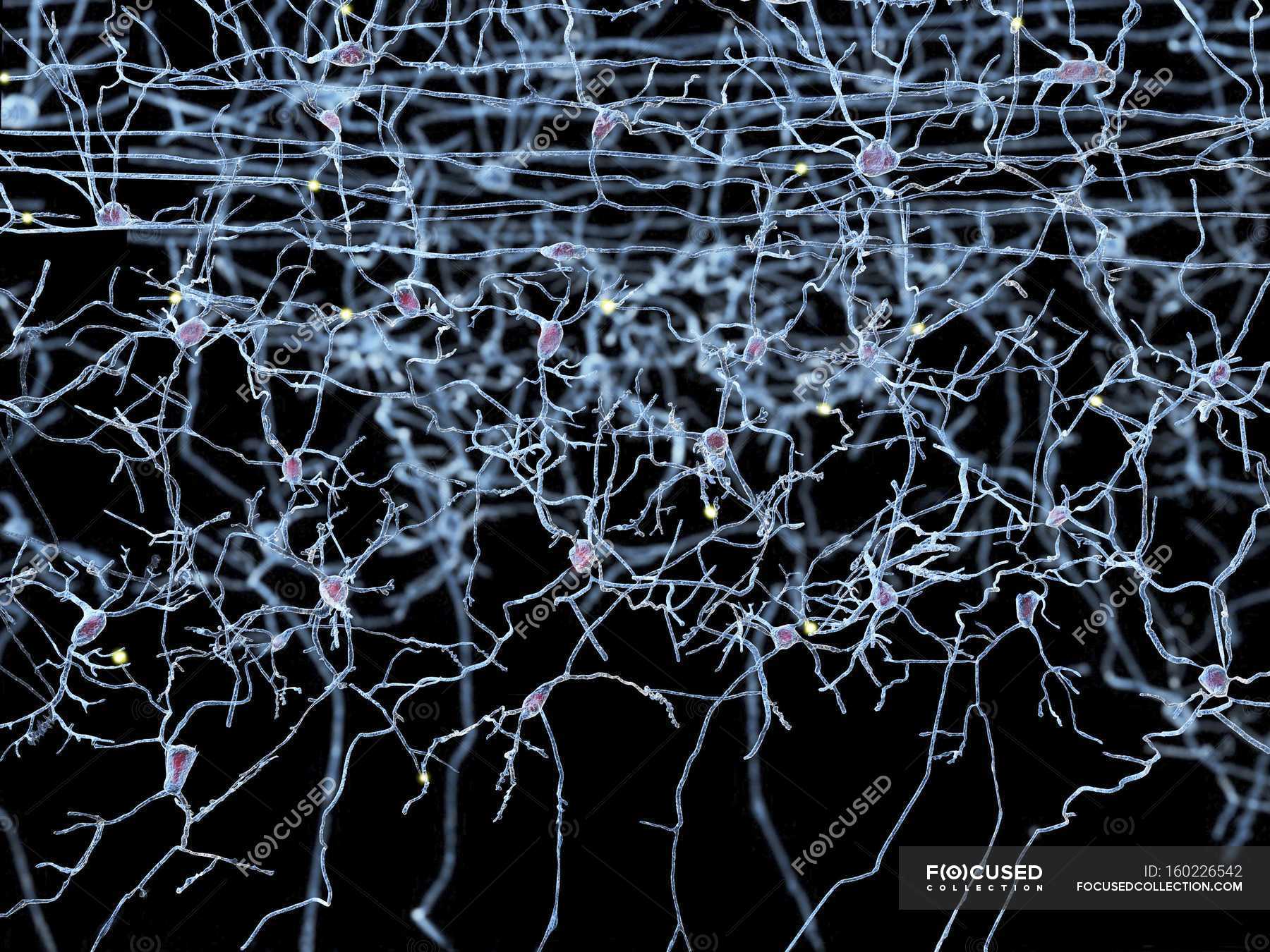 Nerve cells and nerve network conceptual neurological Stock Photo Nerve cells and nerve network conceptual neurological Stock Photo