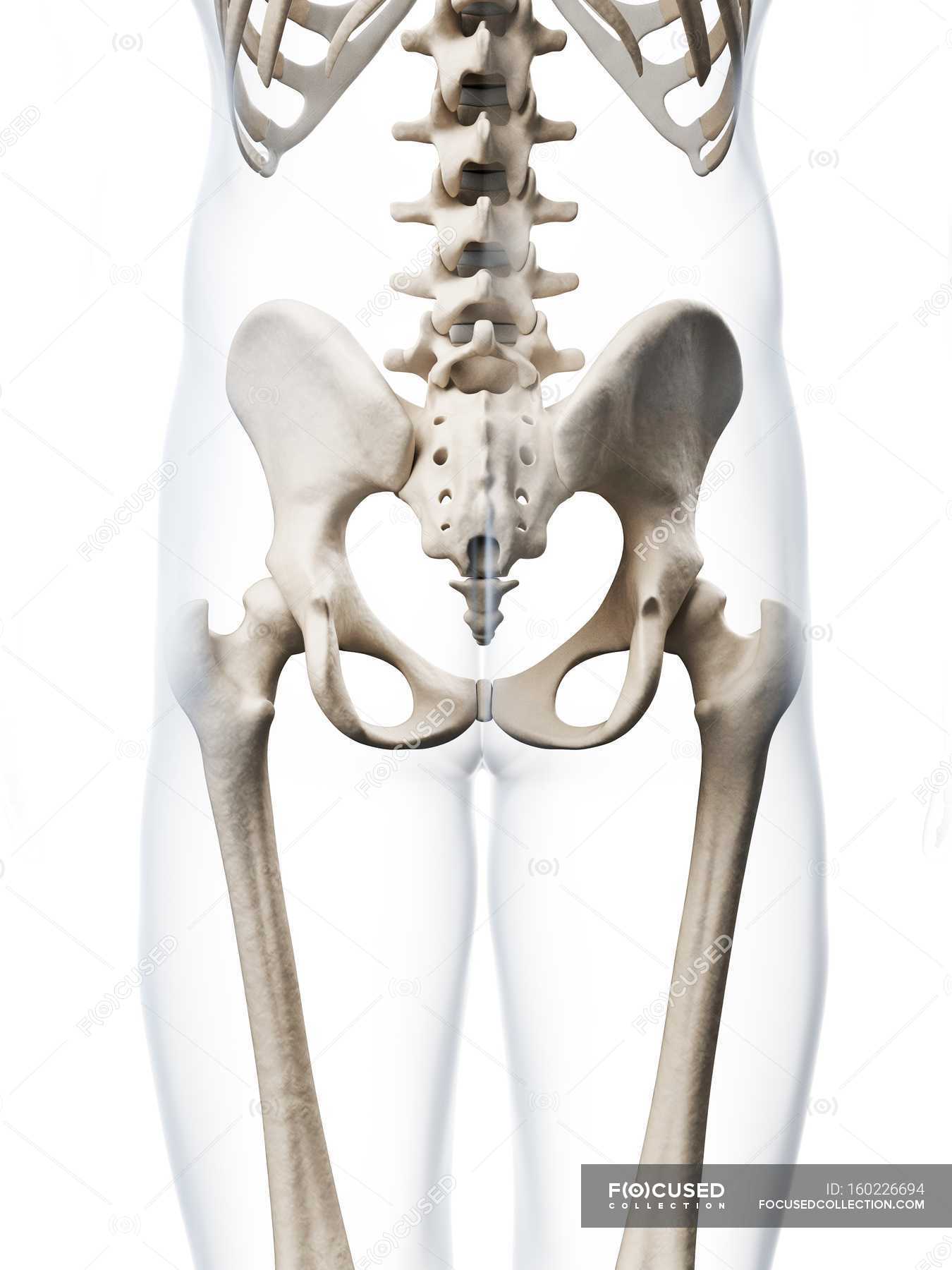 Structural Anatomy Of Human Pelvis — White Background, Anatomical 