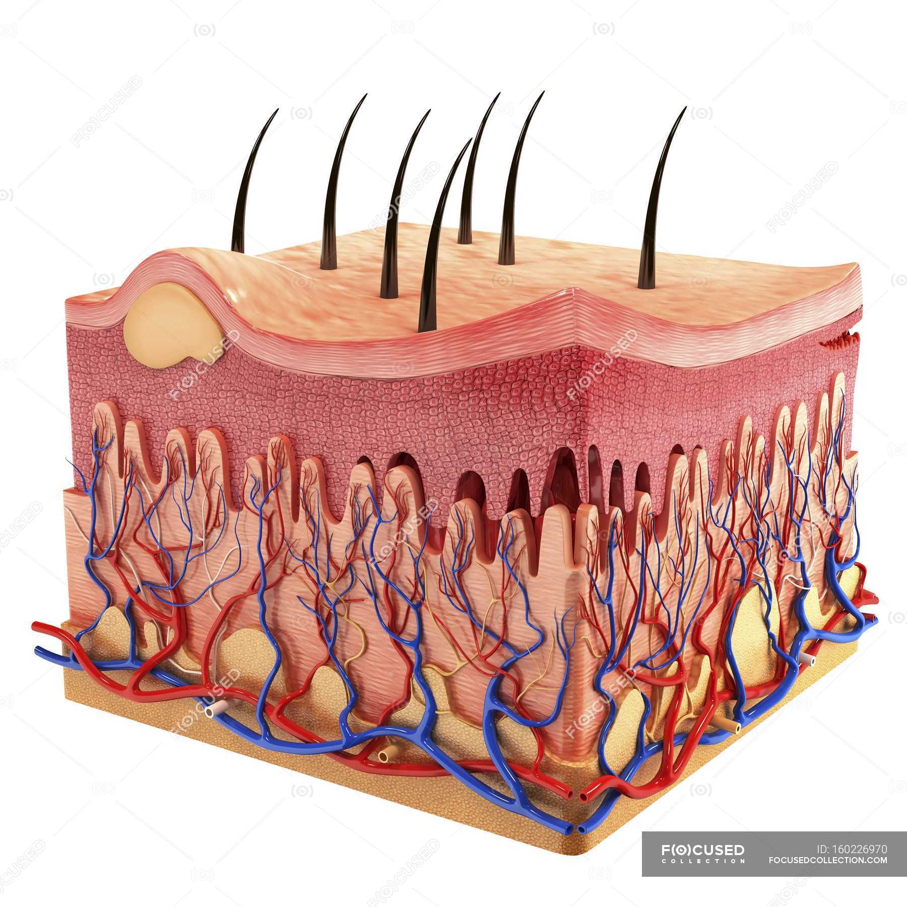 Anatomy Of Human Skin Biology Artery Stock Photo My Xxx Hot Girl