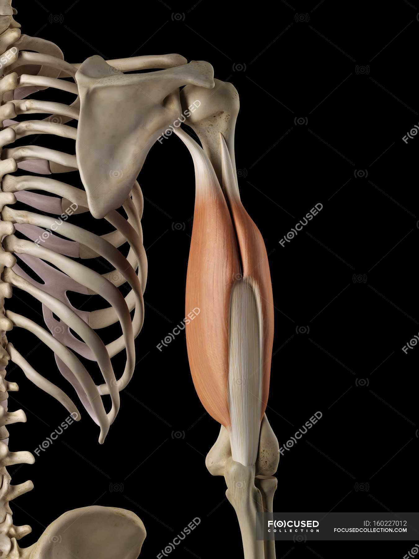 Muscles and structural anatomy — details, healthcare - Stock Photo ...