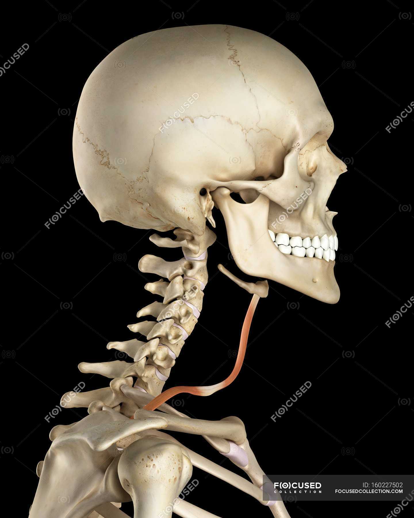 Human neck bone structure and muscle anatomy — muscles, muscular system Stock Photo 160227502