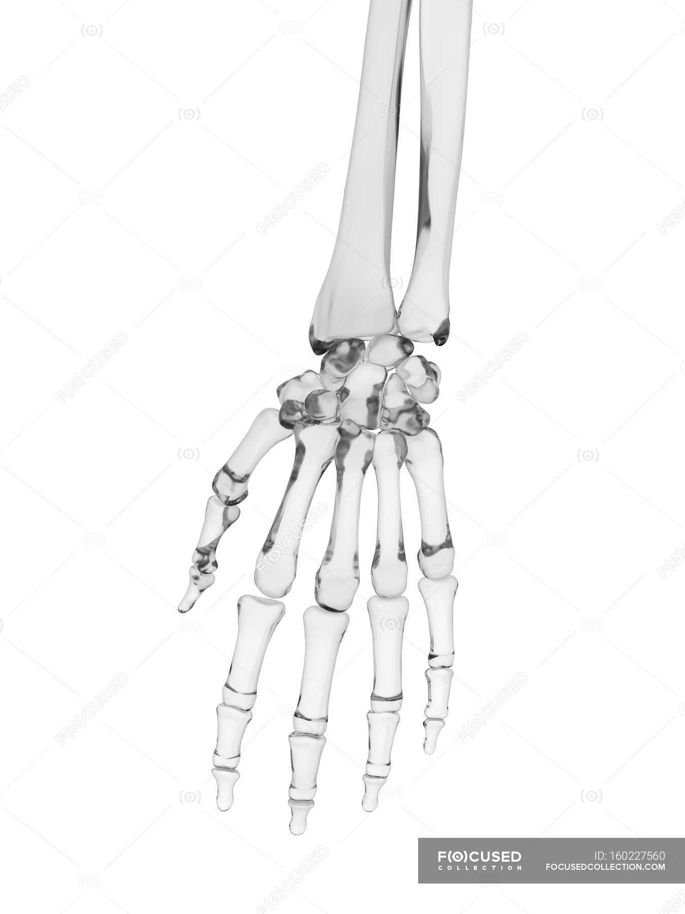 Human Hand Bones Structure Fingers Biomedical Illustration Stock Photo 160227560