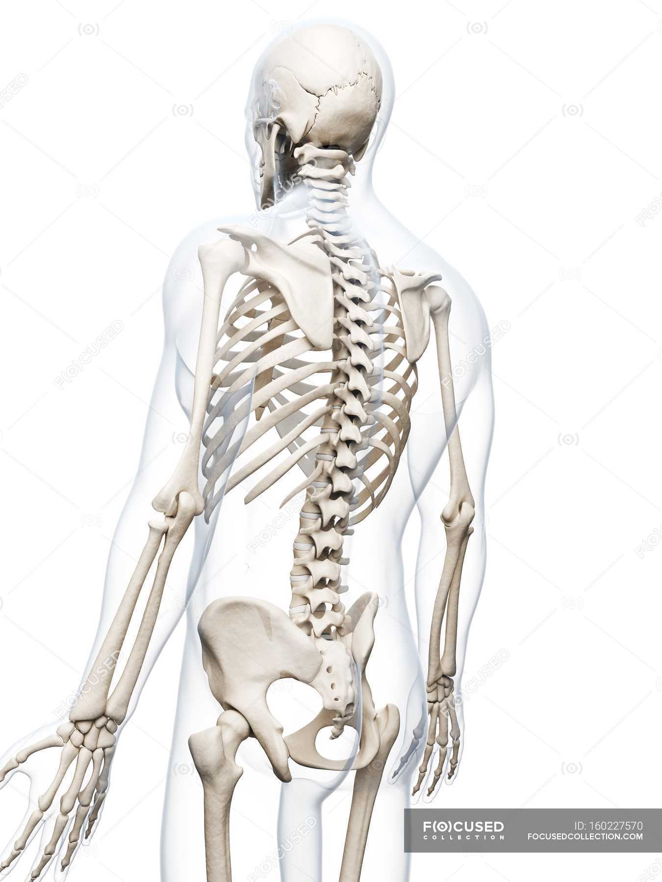 Human skeletal system — anatomical, Digitally Generated - Stock Photo