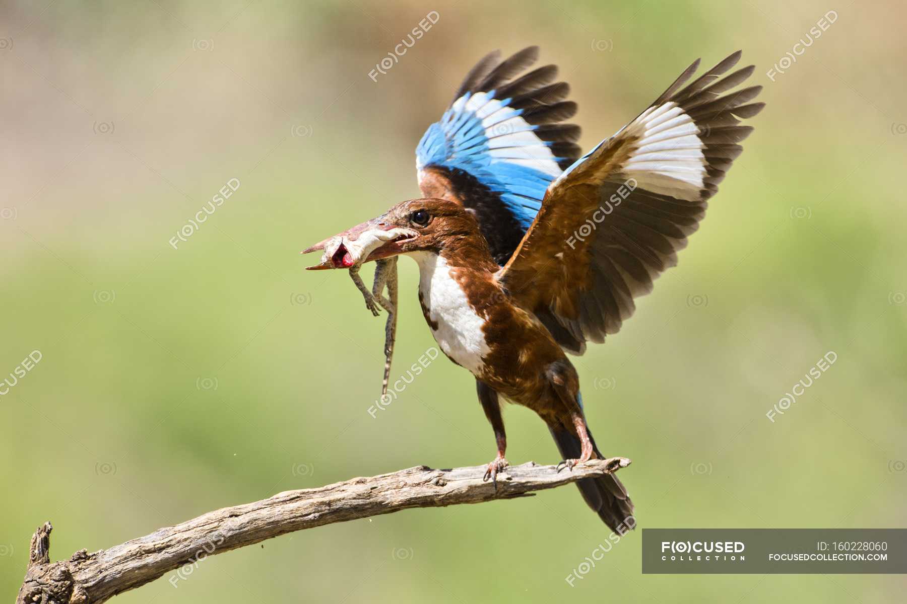 Whitethroated kingfisher bird with lizard prey in beak. — animals