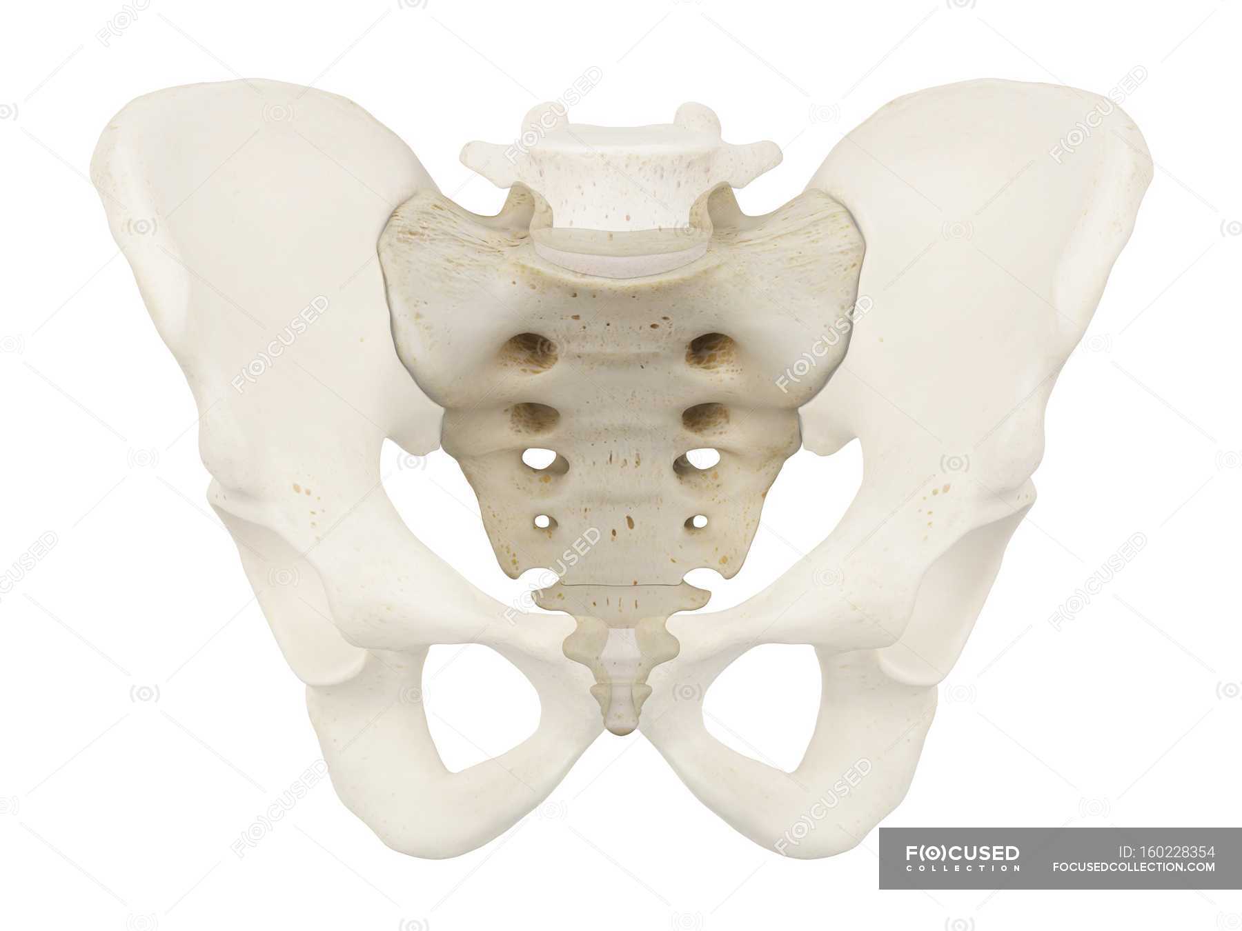 Pelvic bones and sacrum — plain background, biology - Stock Photo ...