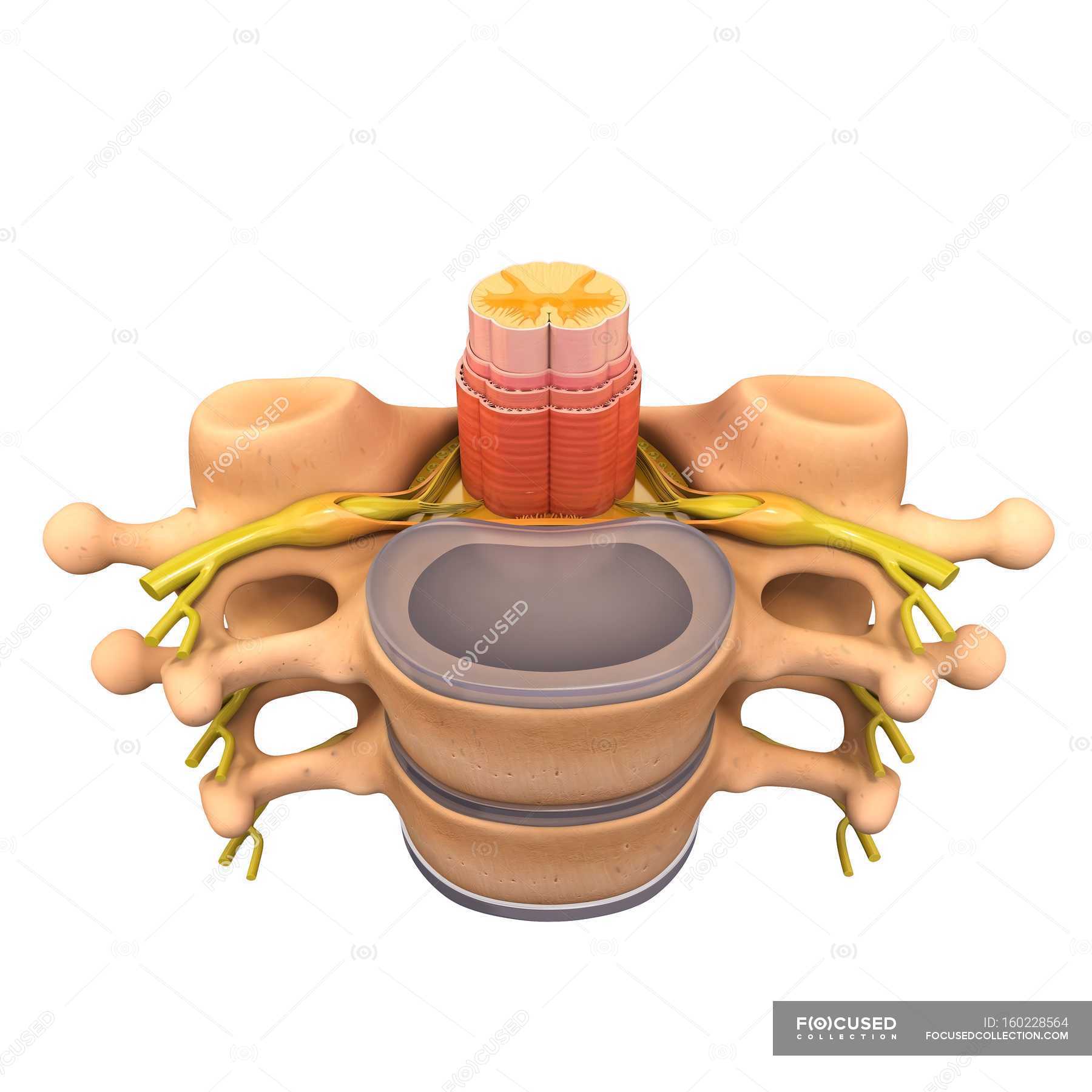 Human Vertebra Anatomy — Anatomical, Vertebrae - Stock Photo 