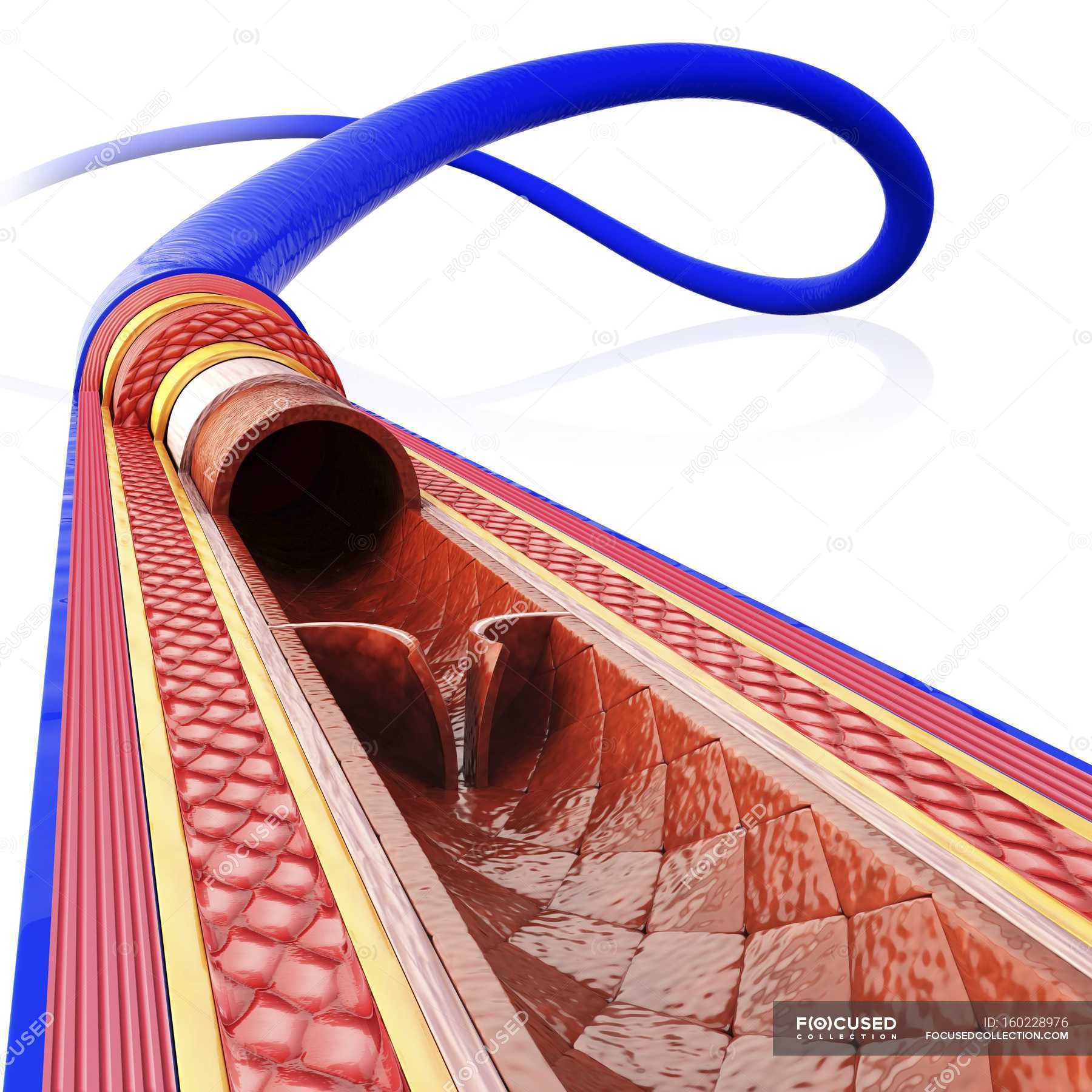 Schematic Representation Of Human Vein Structure Computer Generated Biological Stock Photo