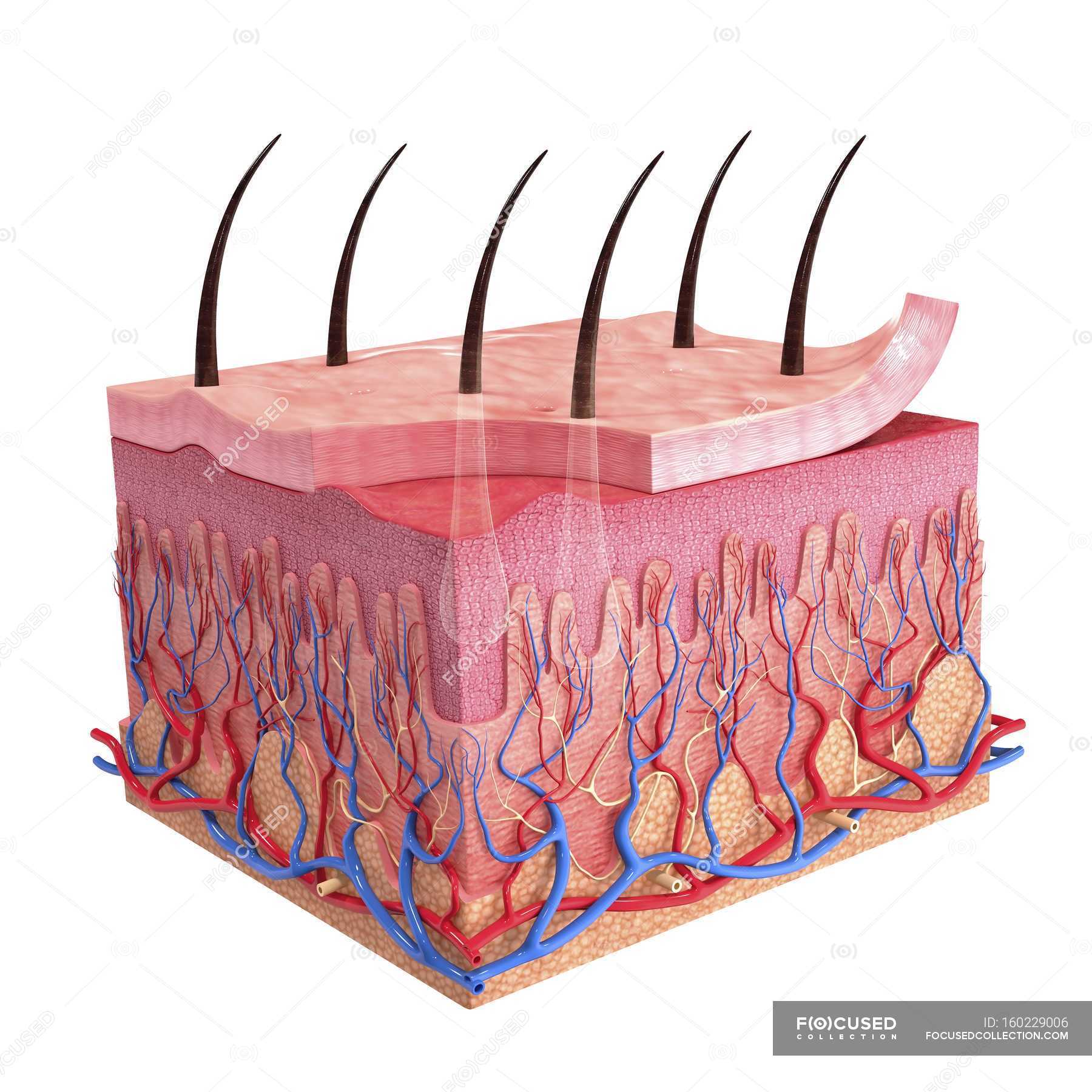 Anatomy of human skin — revealing, epidermis - Stock Photo | #160229006