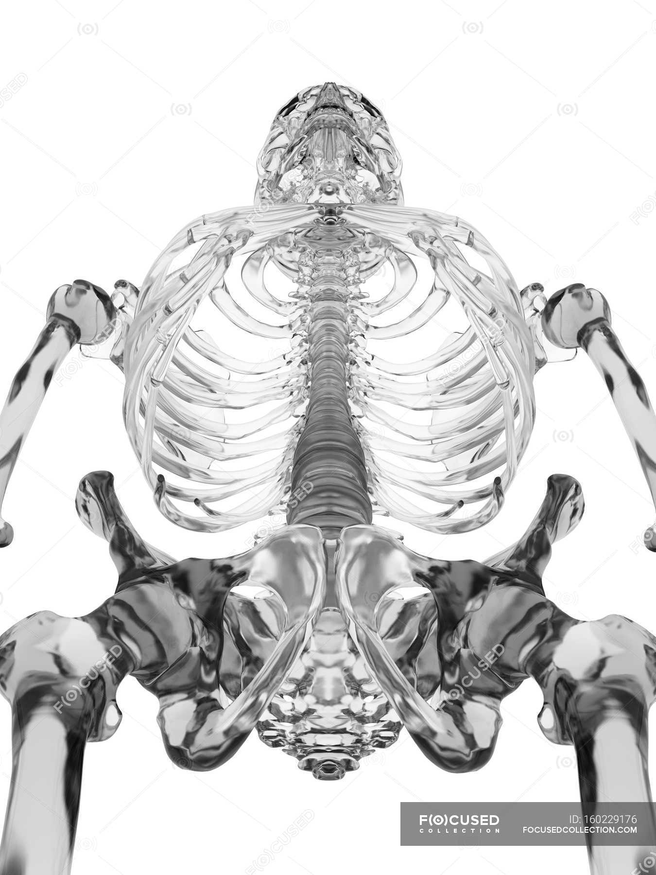 Human skeletal anatomy — anatomical, white background - Stock Photo ...
