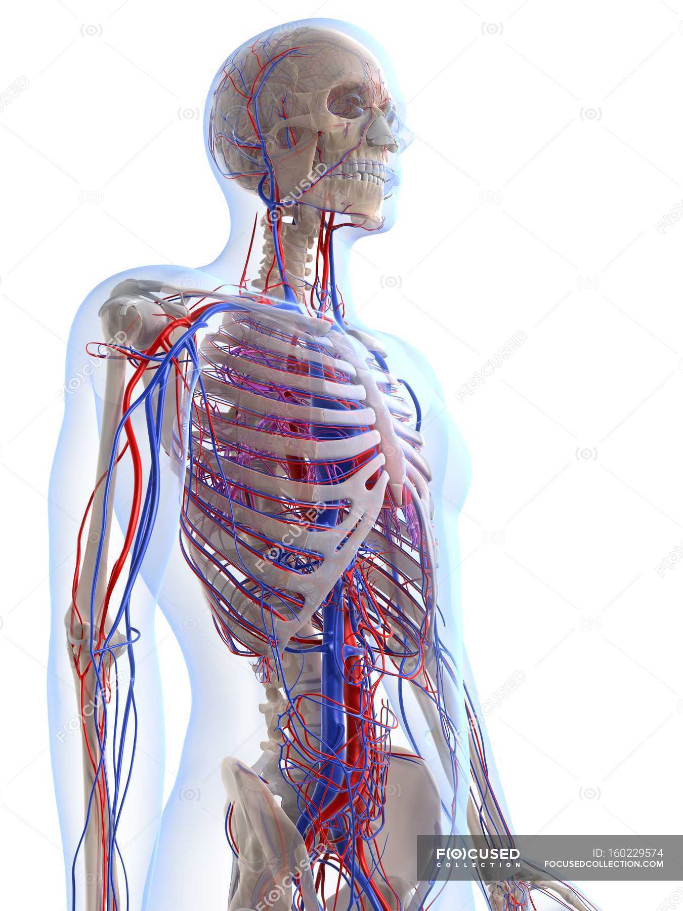 Male vascular system — computer artwork, physiology - Stock Photo ...