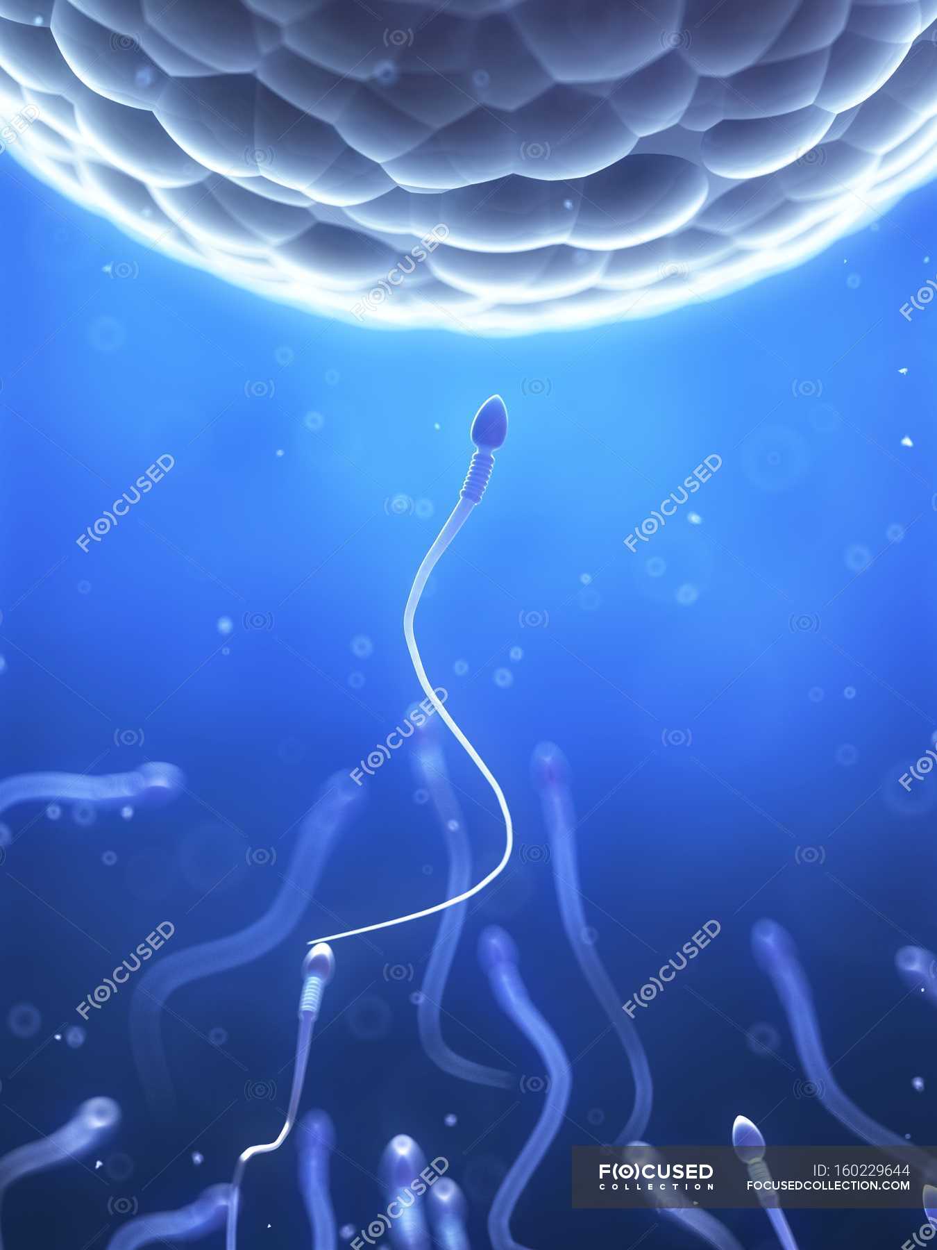 human sperm and egg