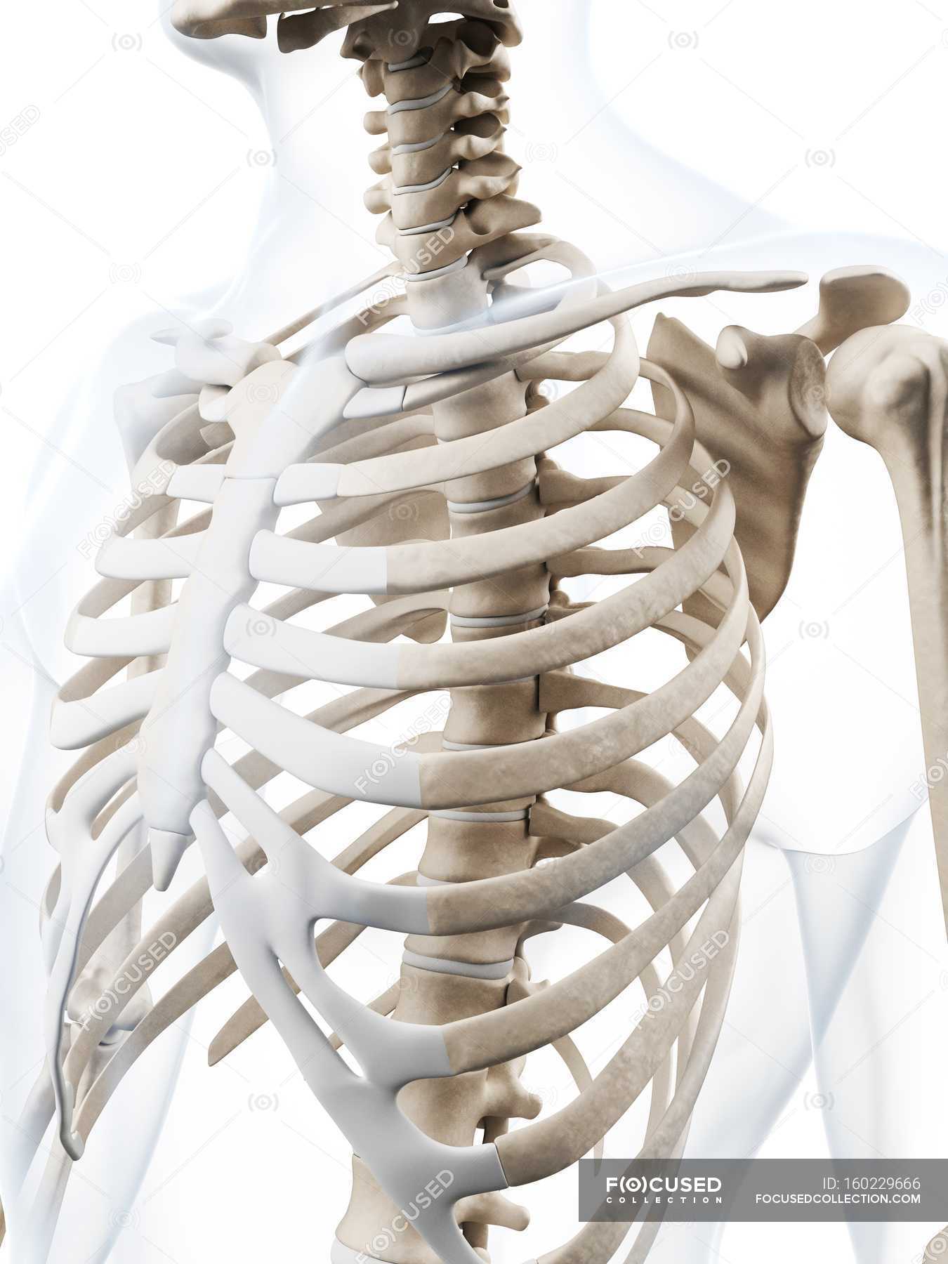 Human Rib Cage Anatomy — Human Anatomy 3d Stock Photo 160229666