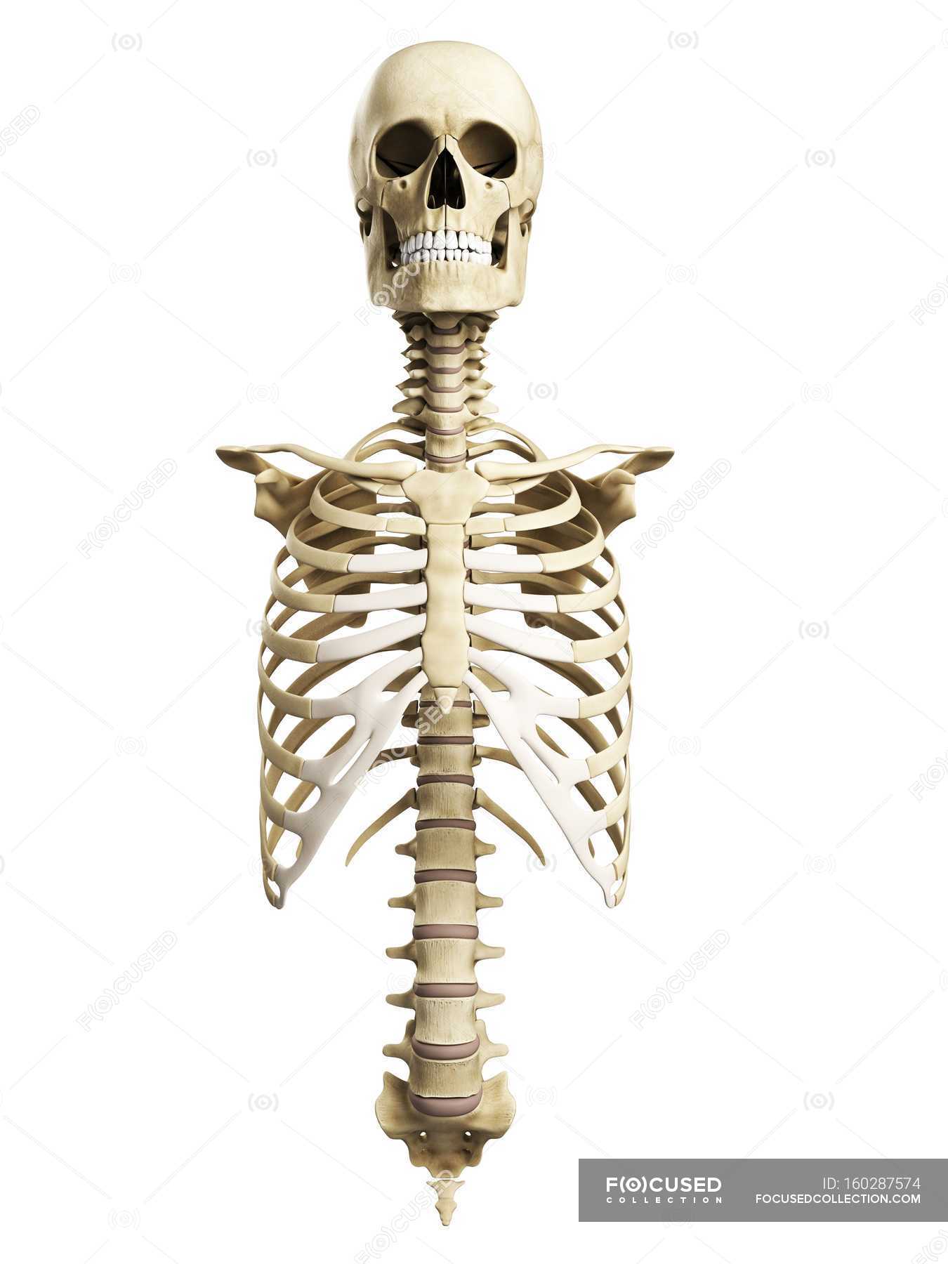 Thorax Spine And Skull — Normal Skeletal Structure Stock Photo