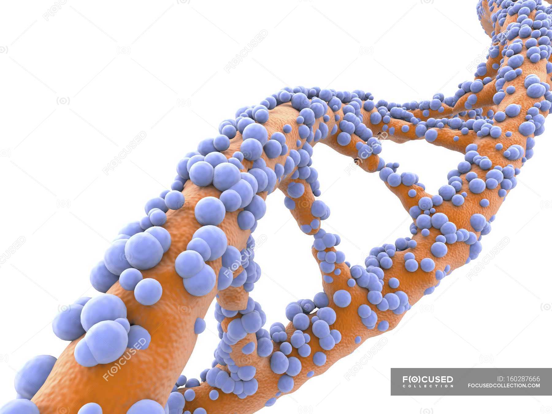 Single strand dna. ген без фона. спираль днк. цинковый палец биохимия. Dna.
