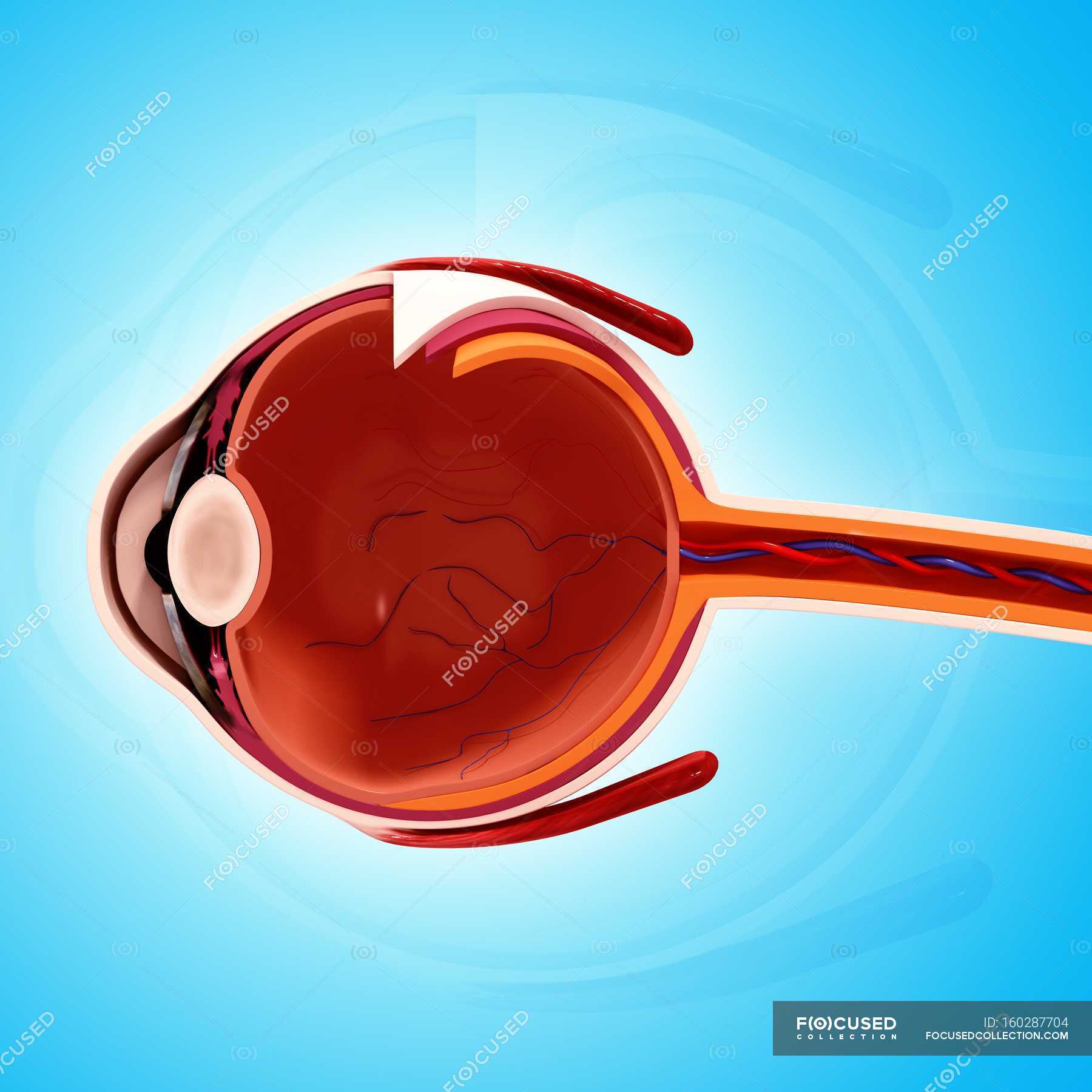 human-eye-anatomy-vitreous-body-details-stock-photo-160287704