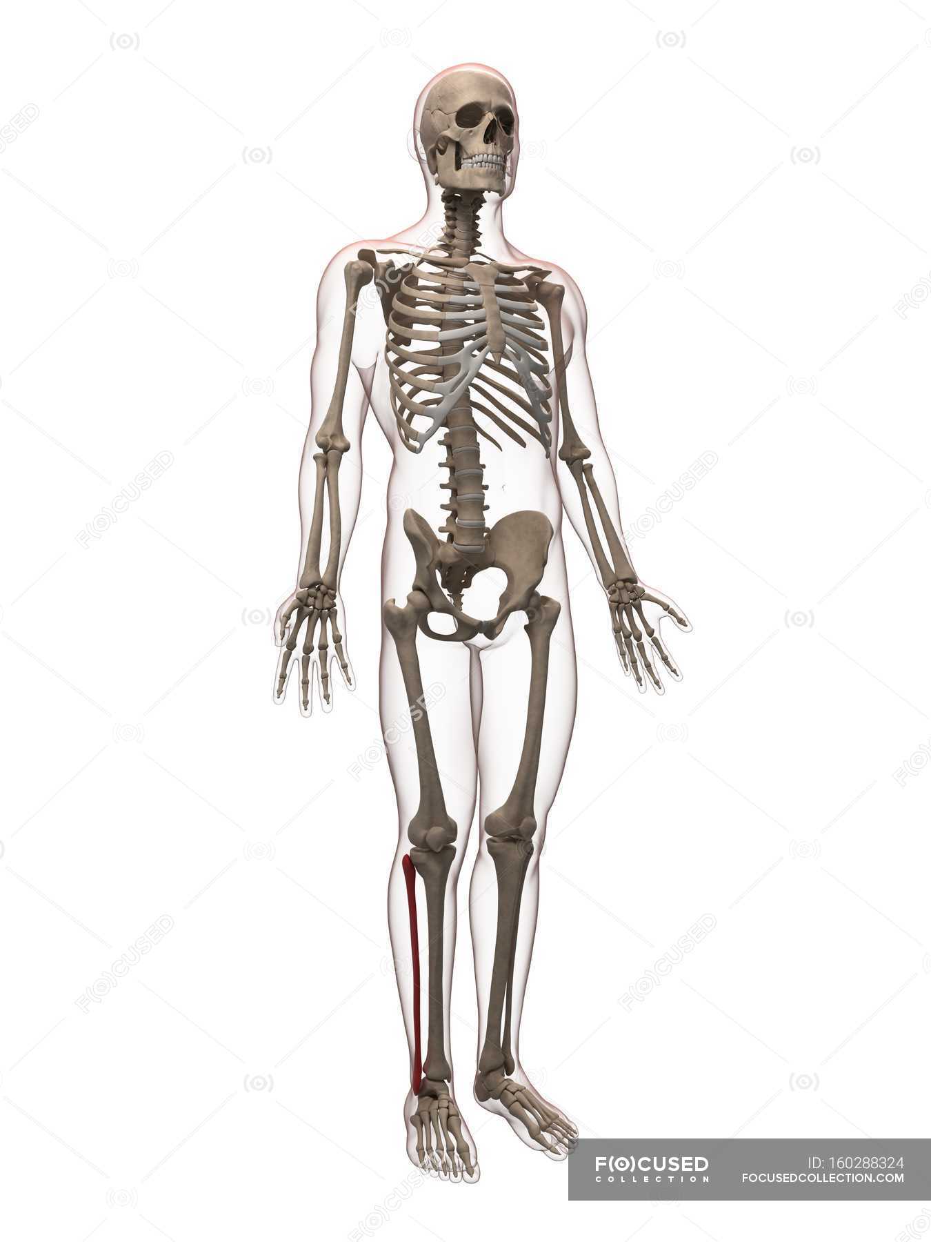 View of calf bone — Shoulder girdle, human body Stock Photo 160288324