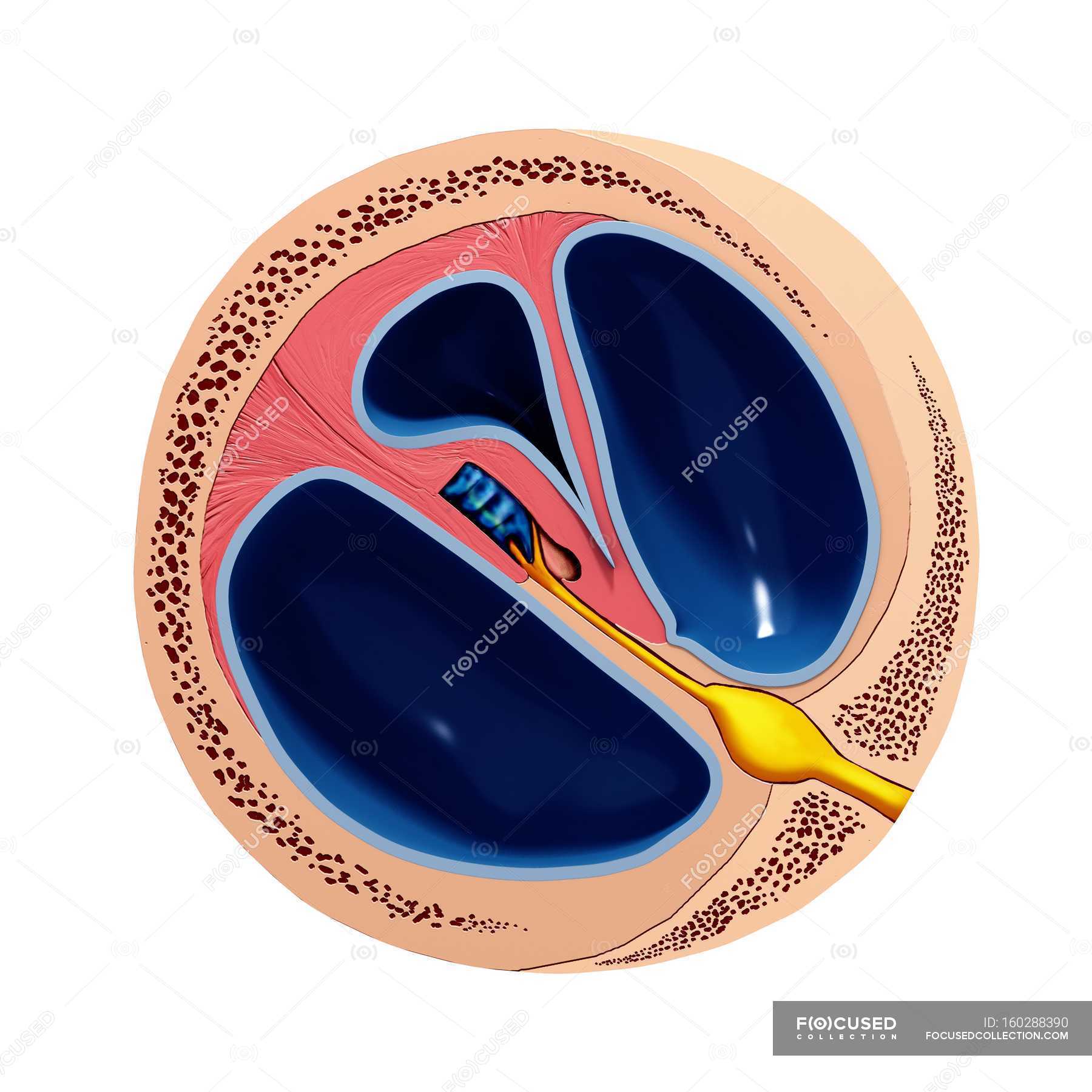 Human ear anatomy — cross section, artwork Stock Photo 160288390