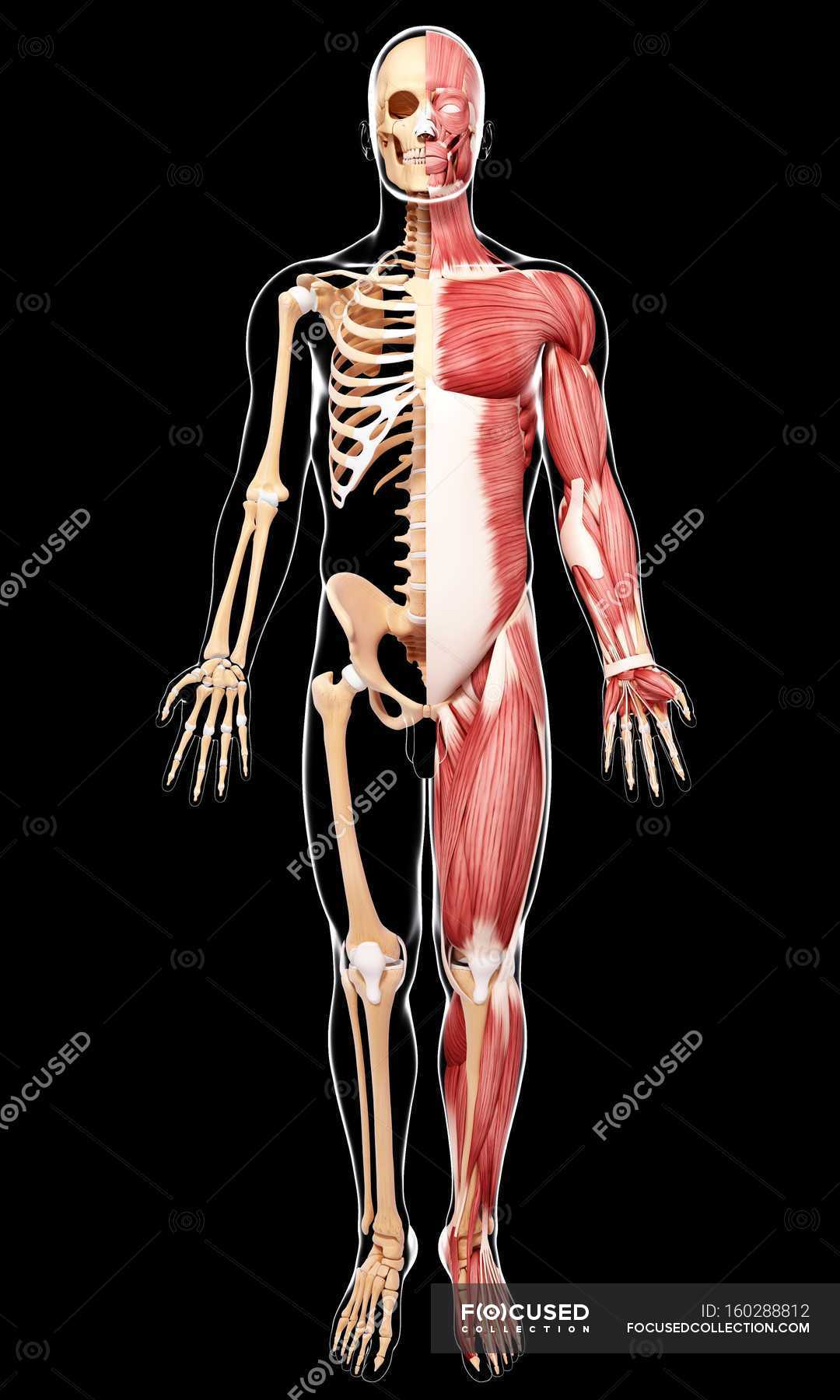 View of Male musculature — human body, Full Length - Stock Photo