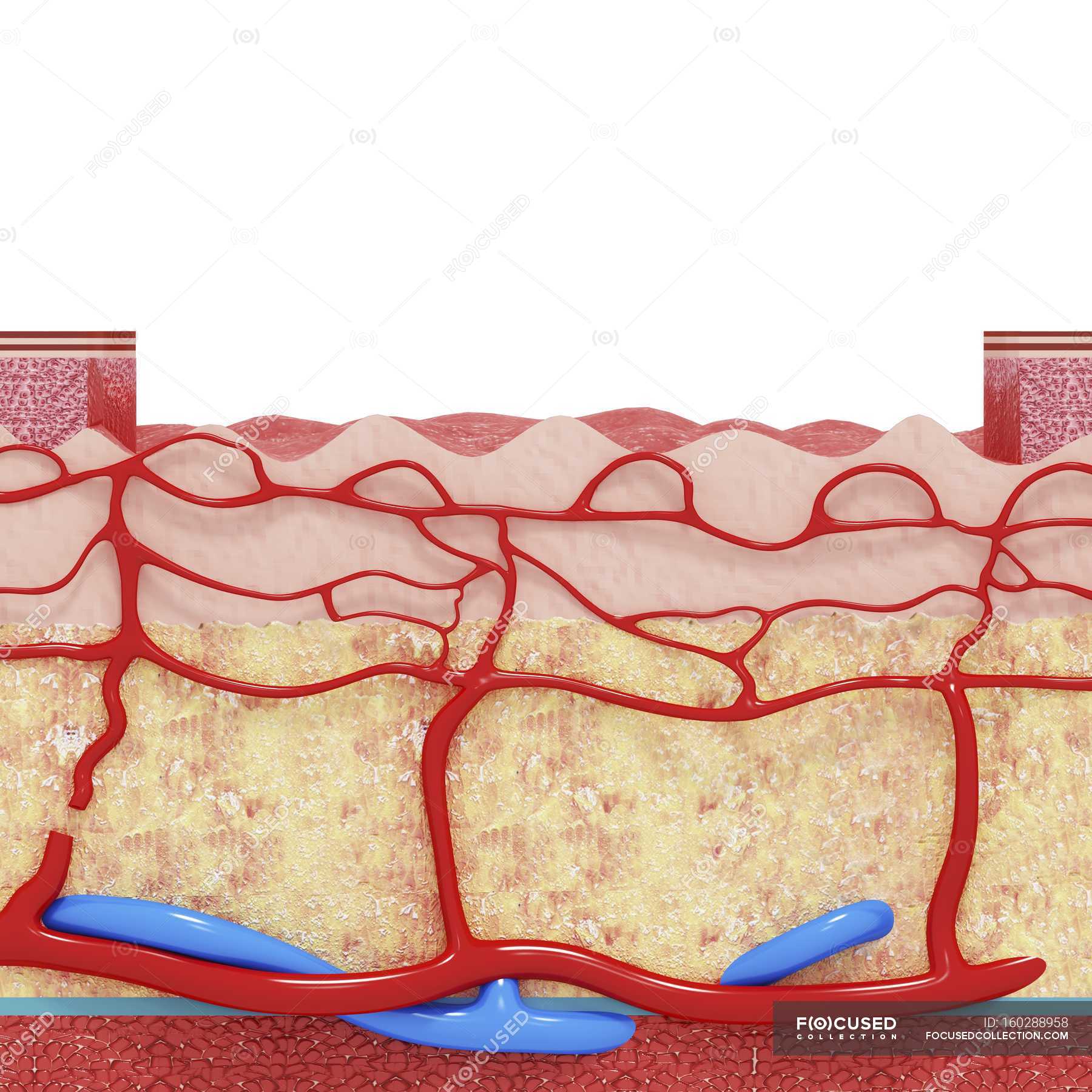 blood vessels in skin