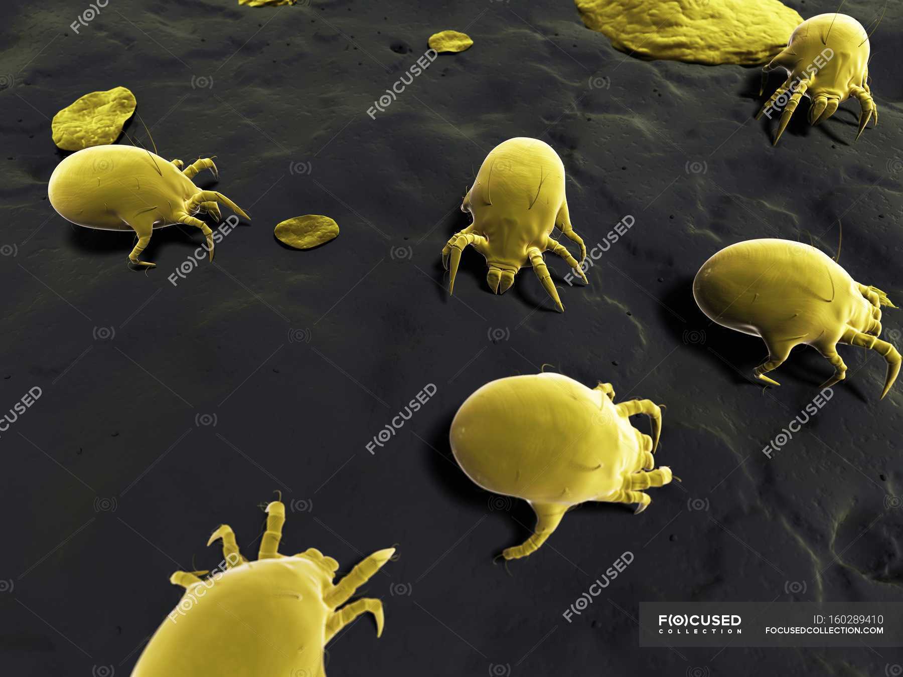 Microscopic Mites Ubicaciondepersonascdmxgobmx