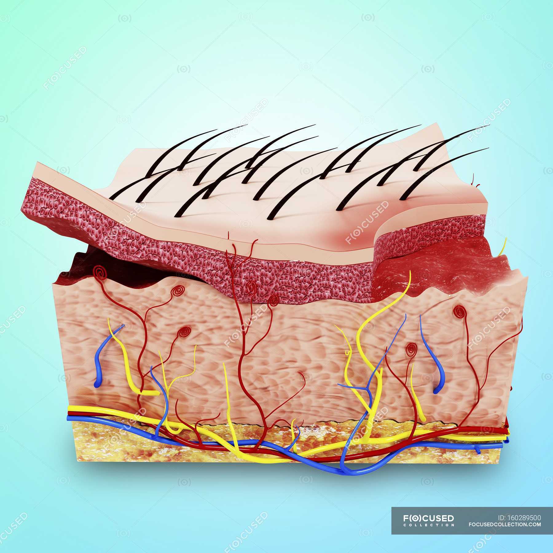 кожные артерии