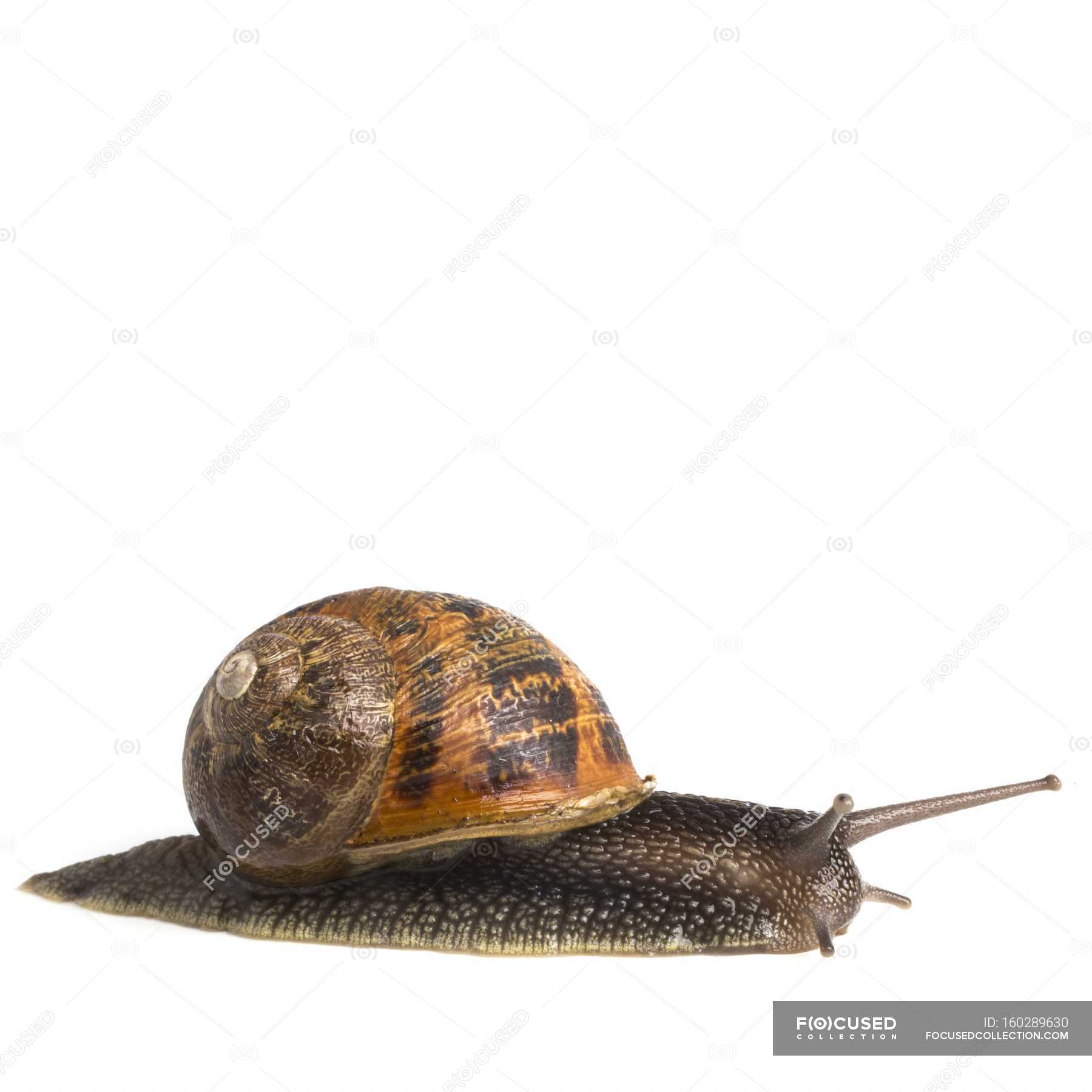 Garden Snail Crawling On White Background Side View Mollusc Stock Photo