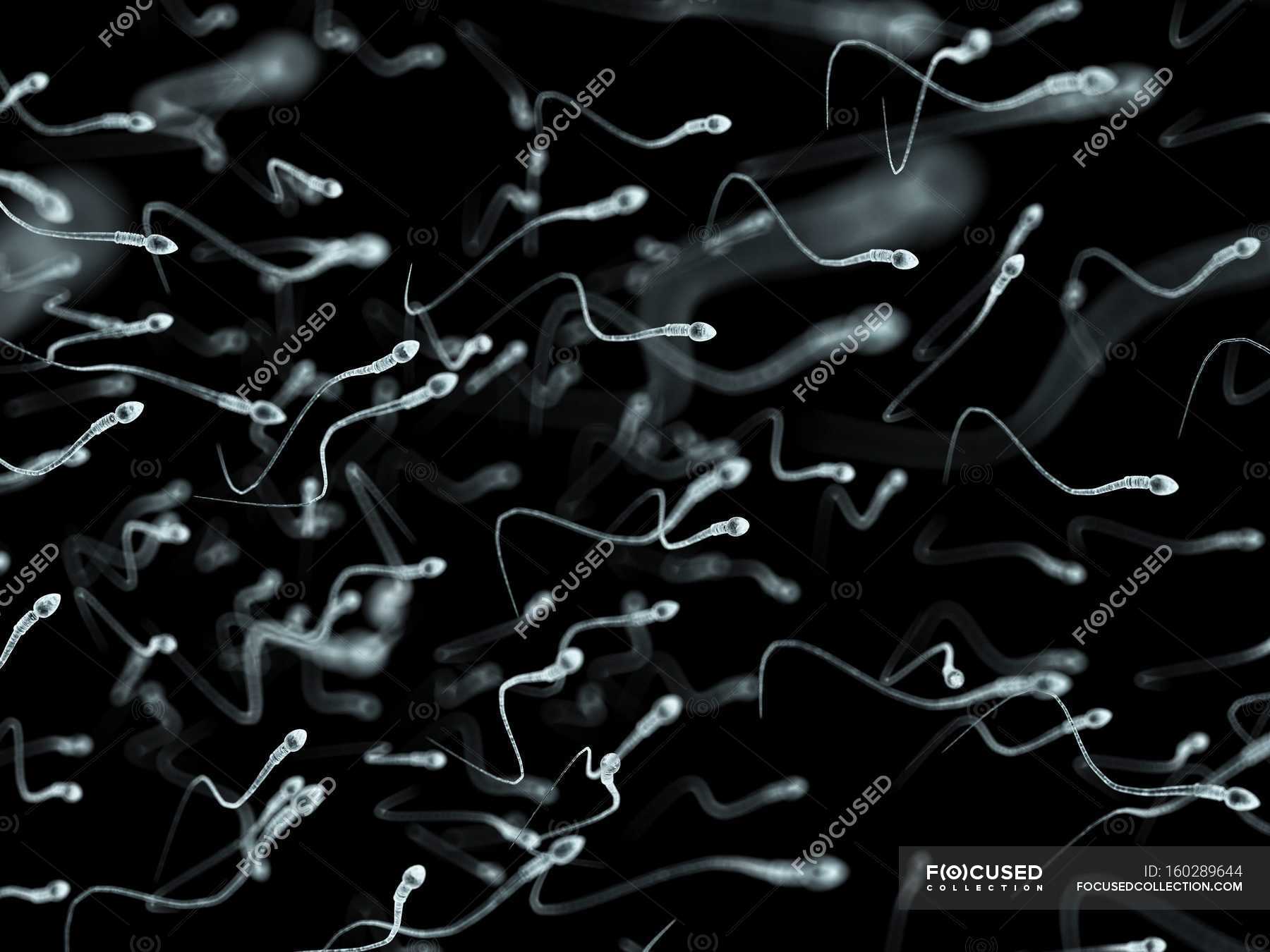 human sperm cell