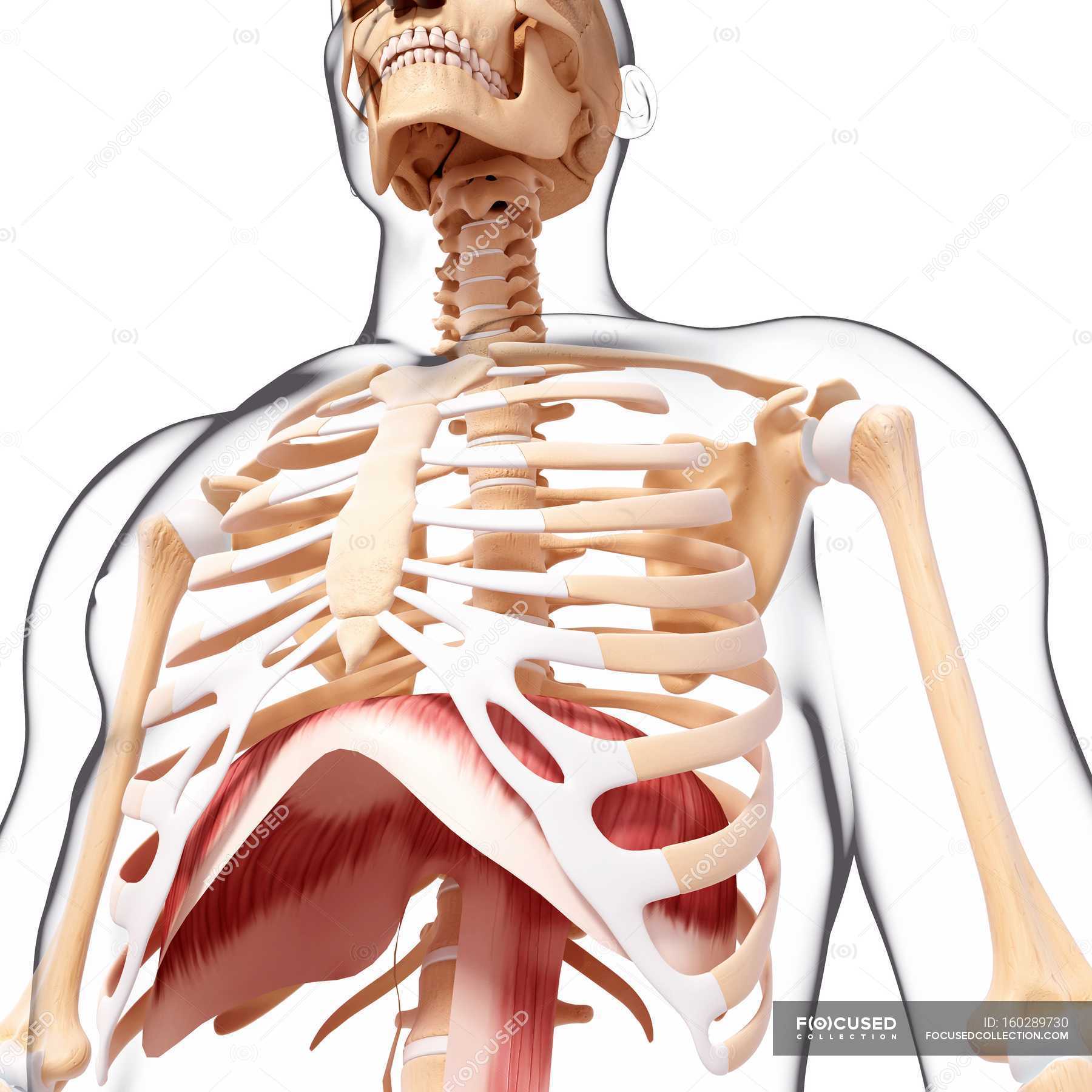 Thoracic Diaphragm Musculature — Anatomical Ribs Stock Photo