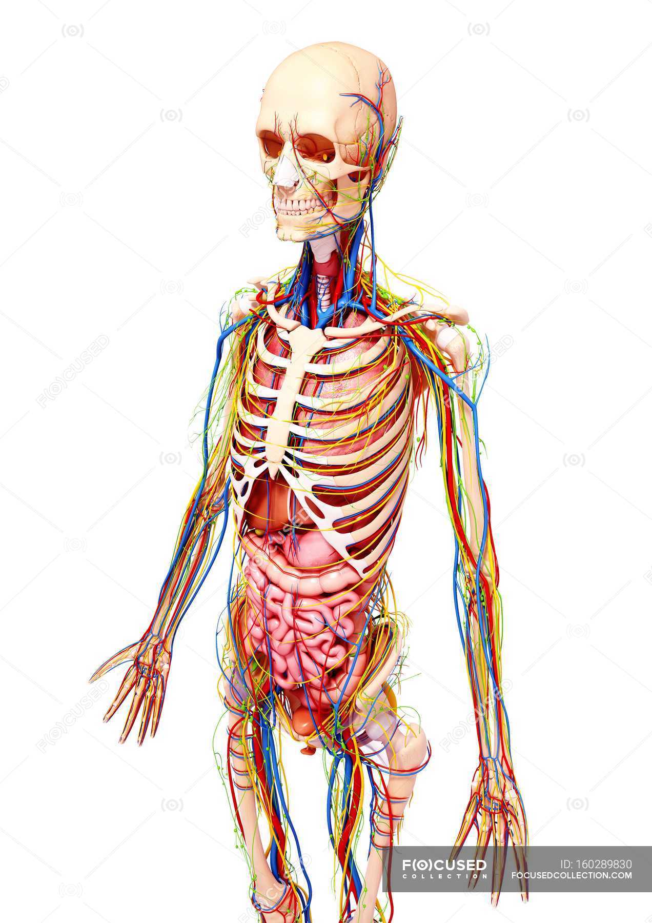 female human body systems