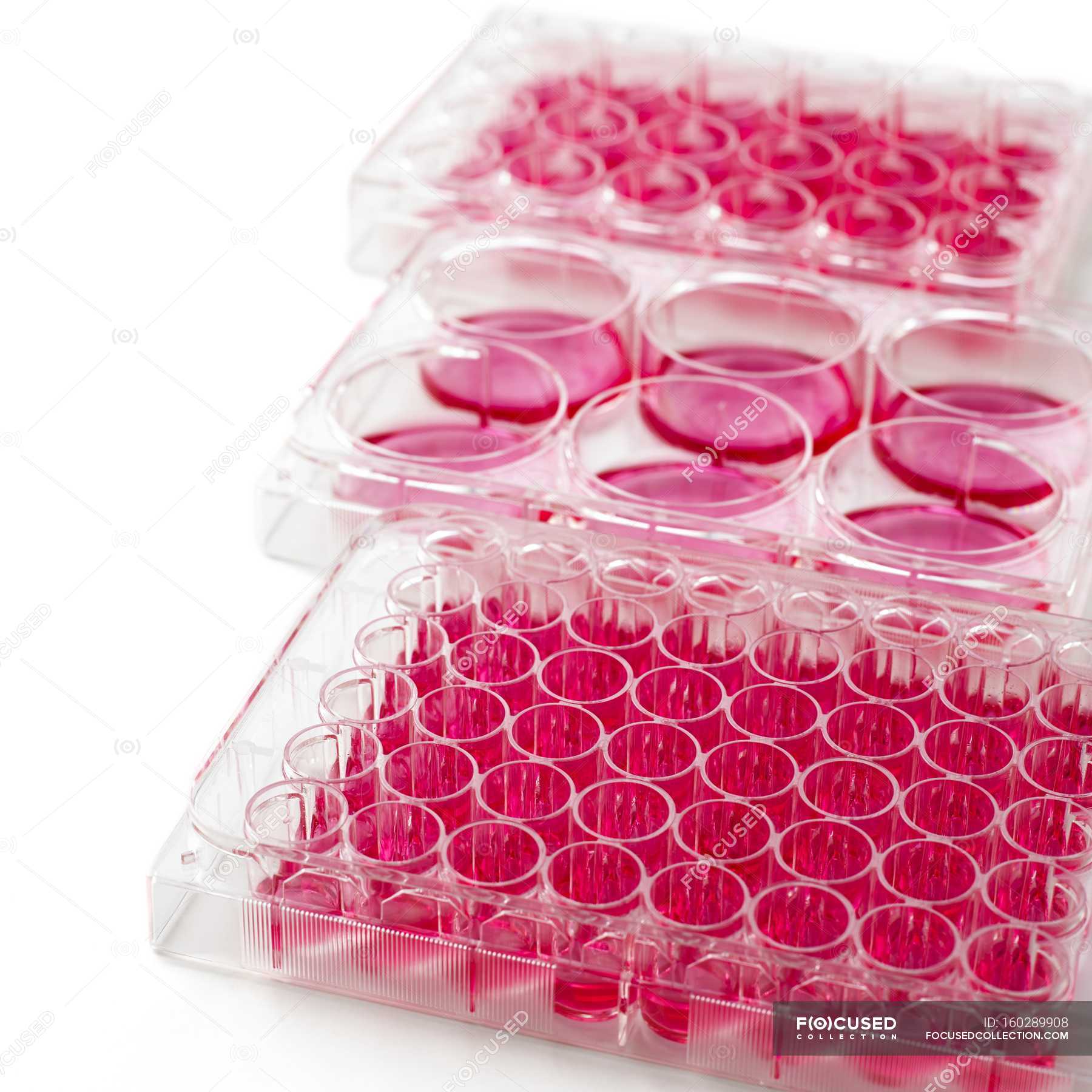 Closeup of cell culture plates on white background. — still life