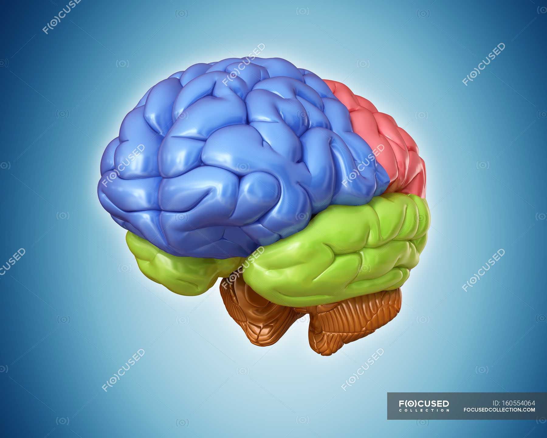 Human brain anatomy — normal, lobe - Stock Photo | #160554064