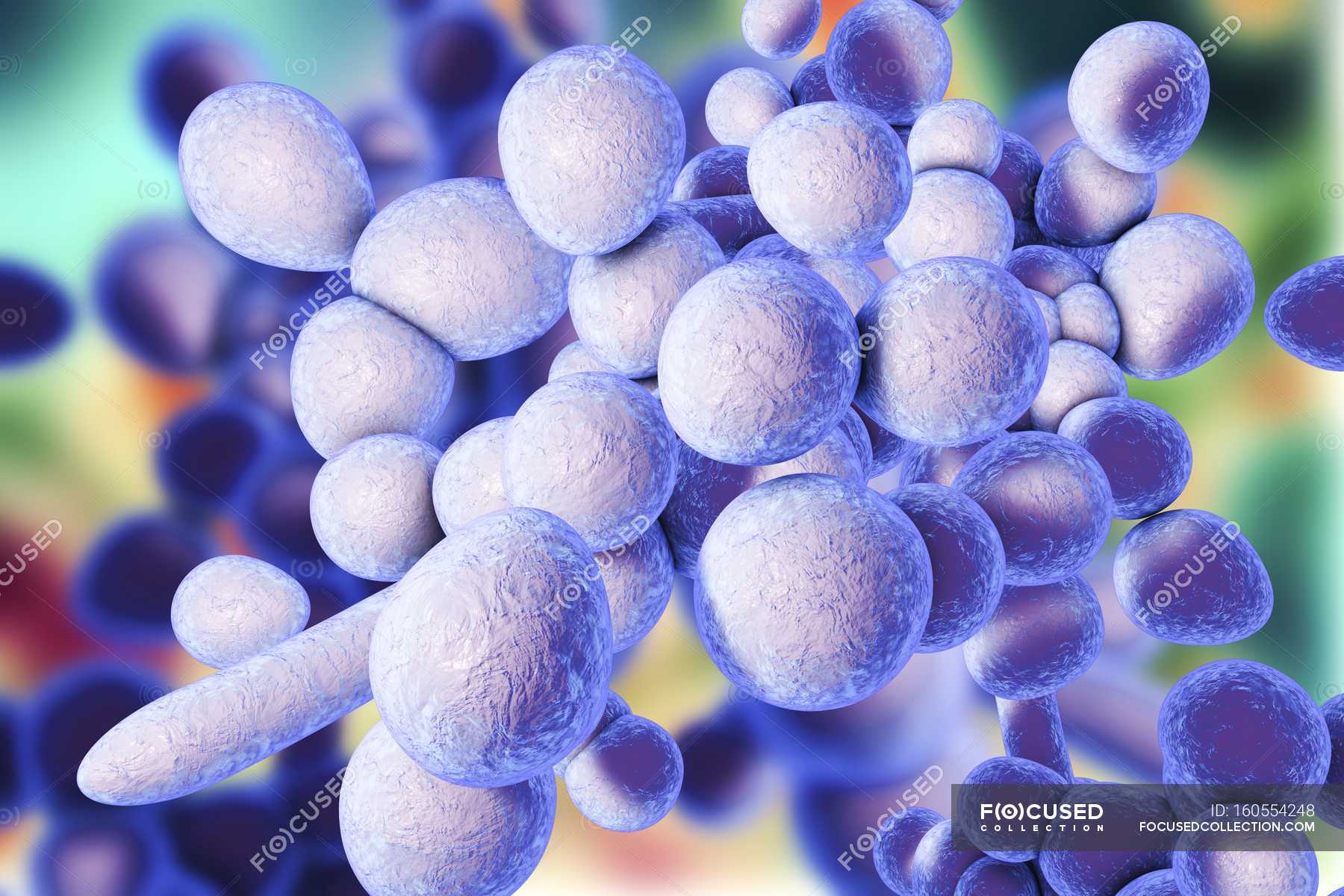 Unicellular fungus Candida auris — c auris, medical - Stock Photo ...