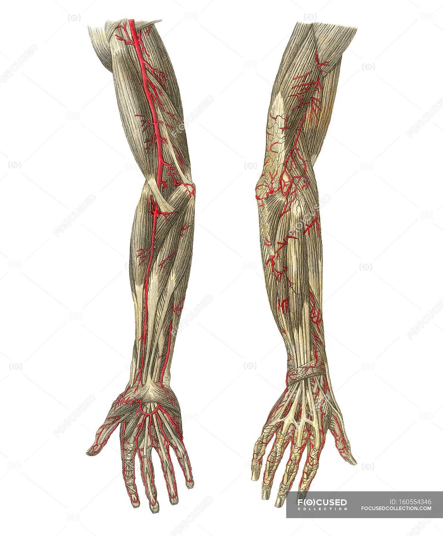 Arm Blood Vessels Labeled