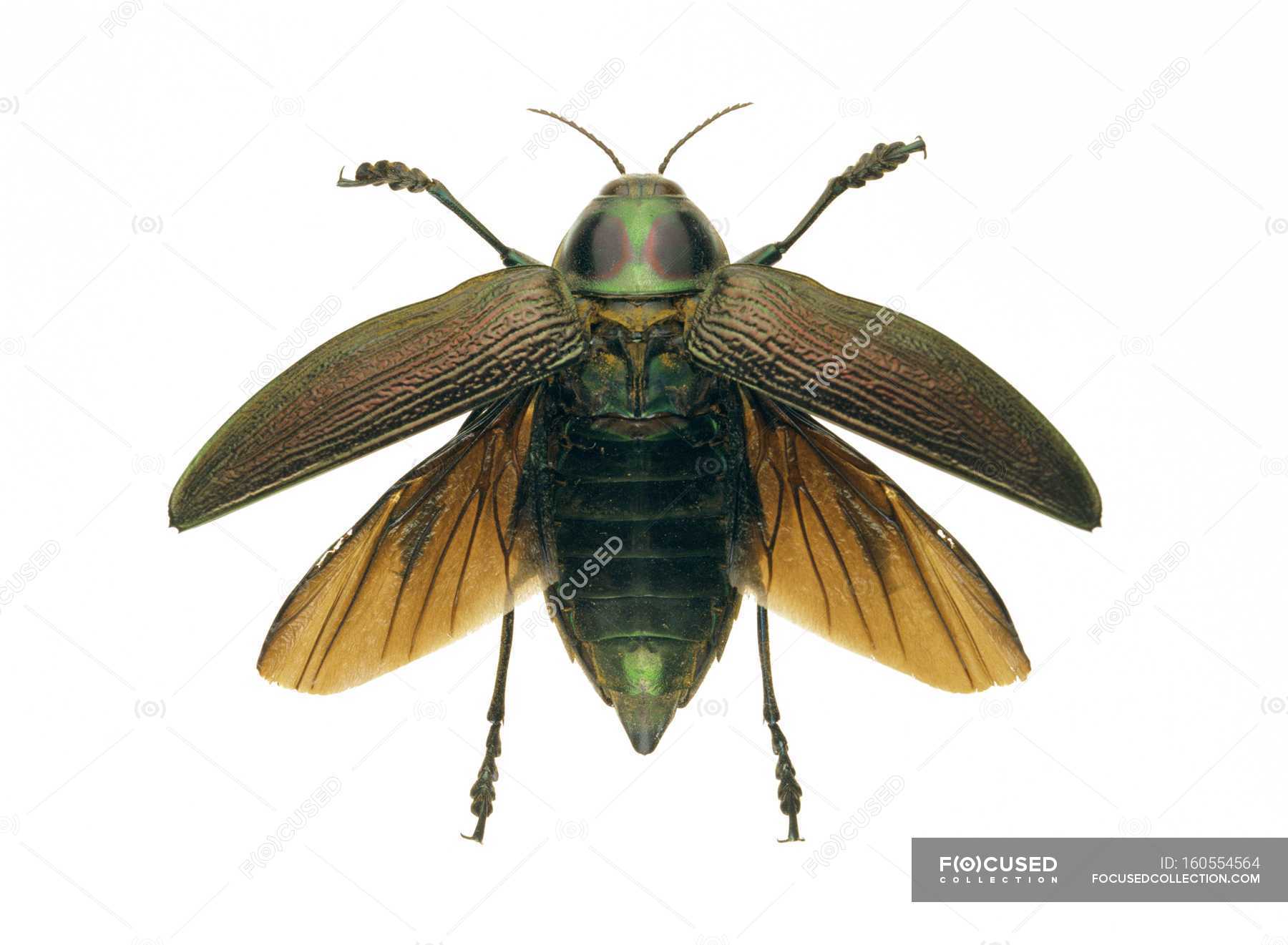 Metallic woodboring beetle — iridescence, wing  Stock Photo  #160554564