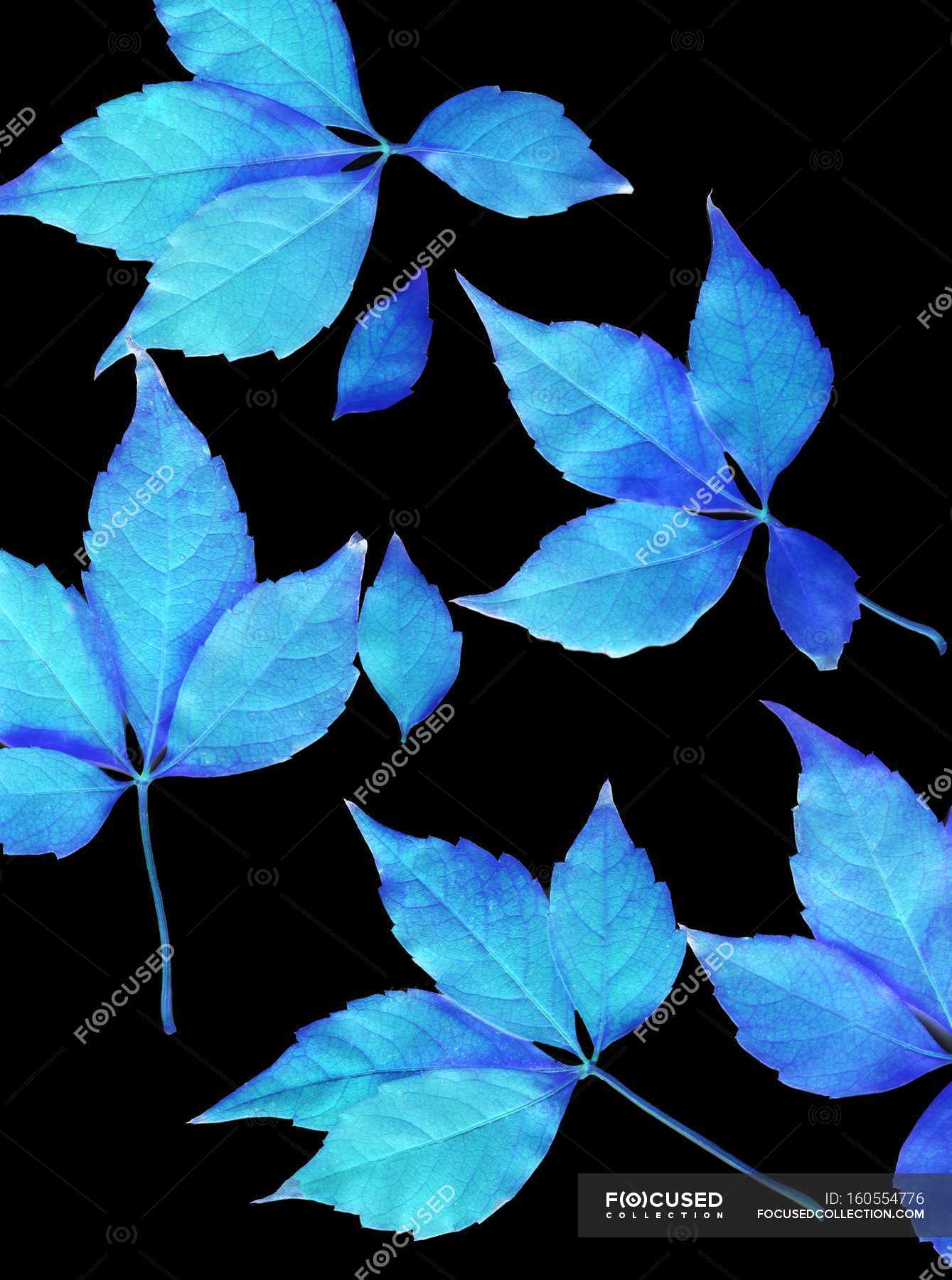 Blue leaves on black background. — tree leaves, floral - Stock Photo |  #160554776