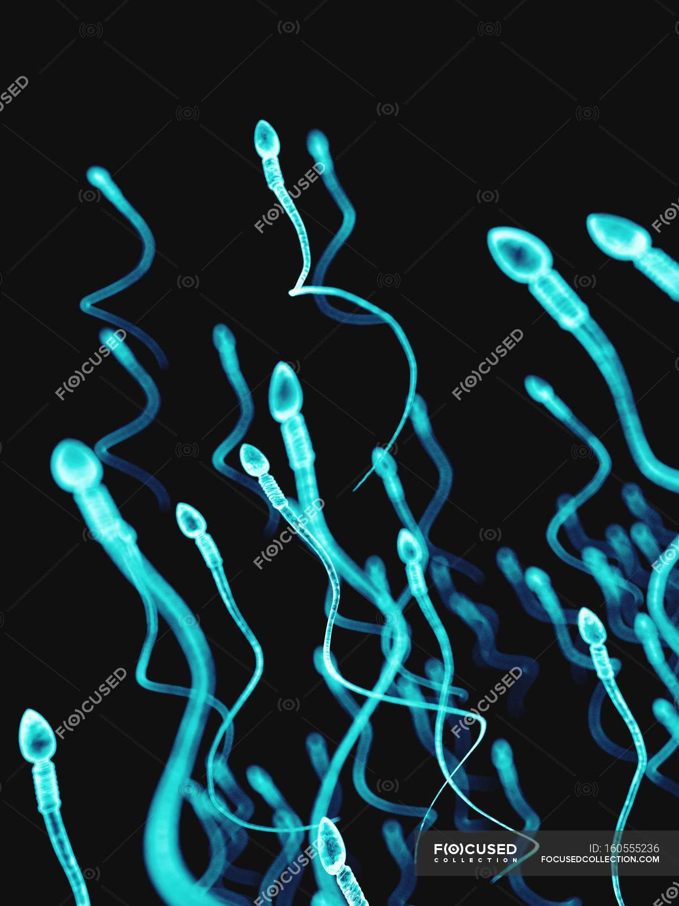 human-sperm-cells-plain-background-reproductive-cells-stock-photo