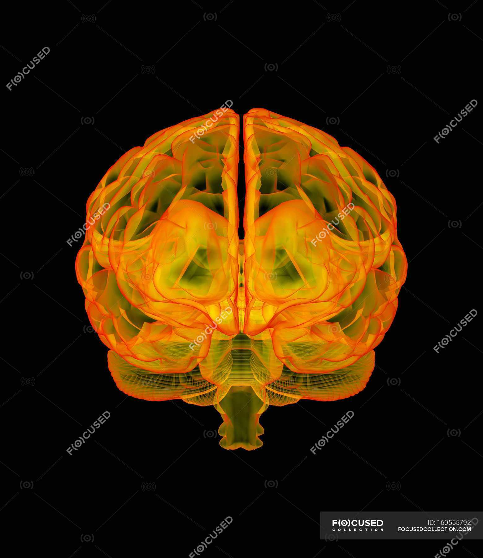 human-brain-anatomy-view-visual-stock-photo-160555792