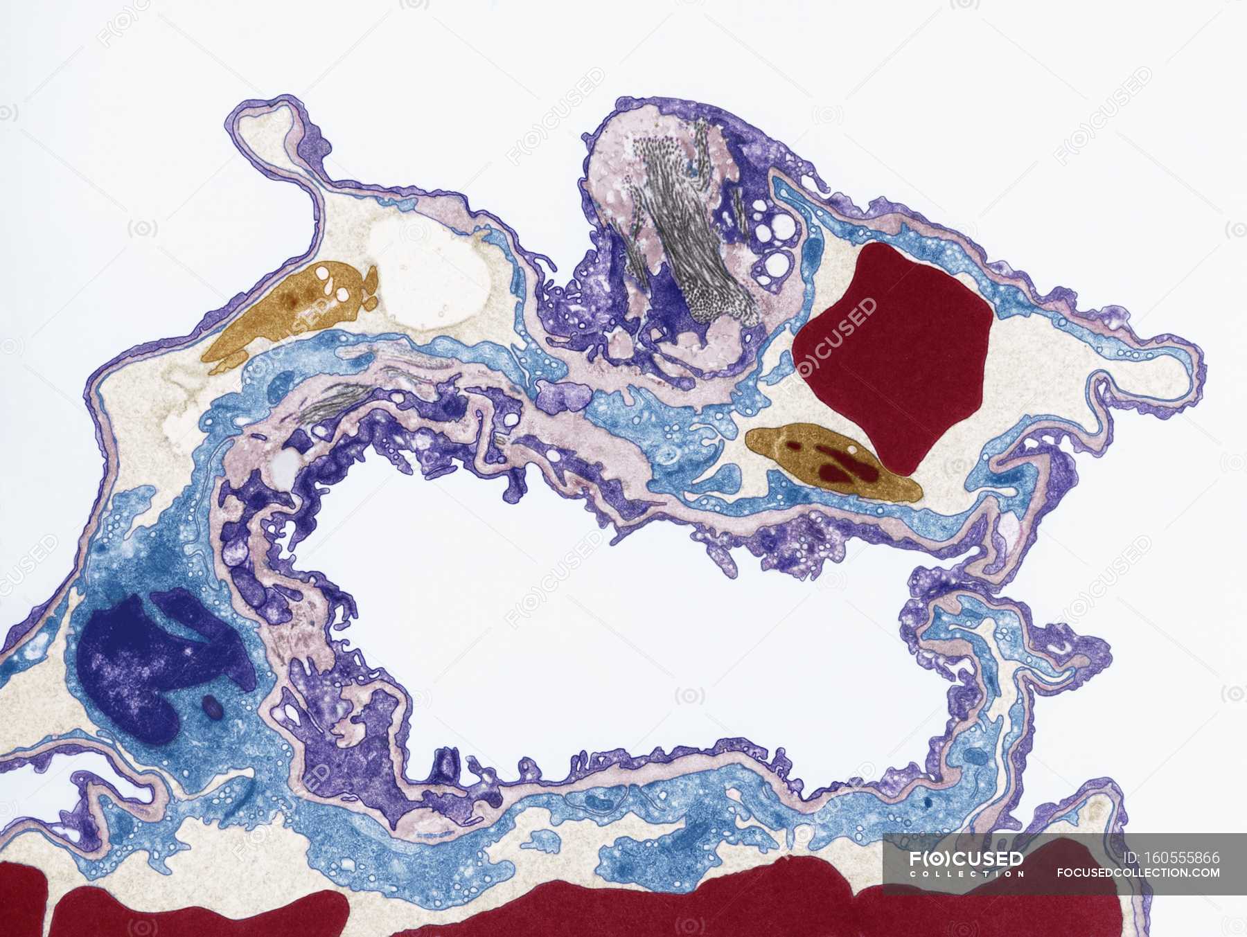 Lung tissue, coloured transmission electron micrograph (TEM). — anatomy, normal Stock Photo