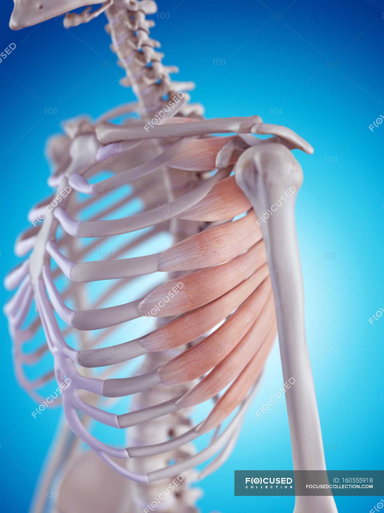 Serratus Muscles On Ribcage Biomedical Illustration Healthcare Stock Photo 160555918
