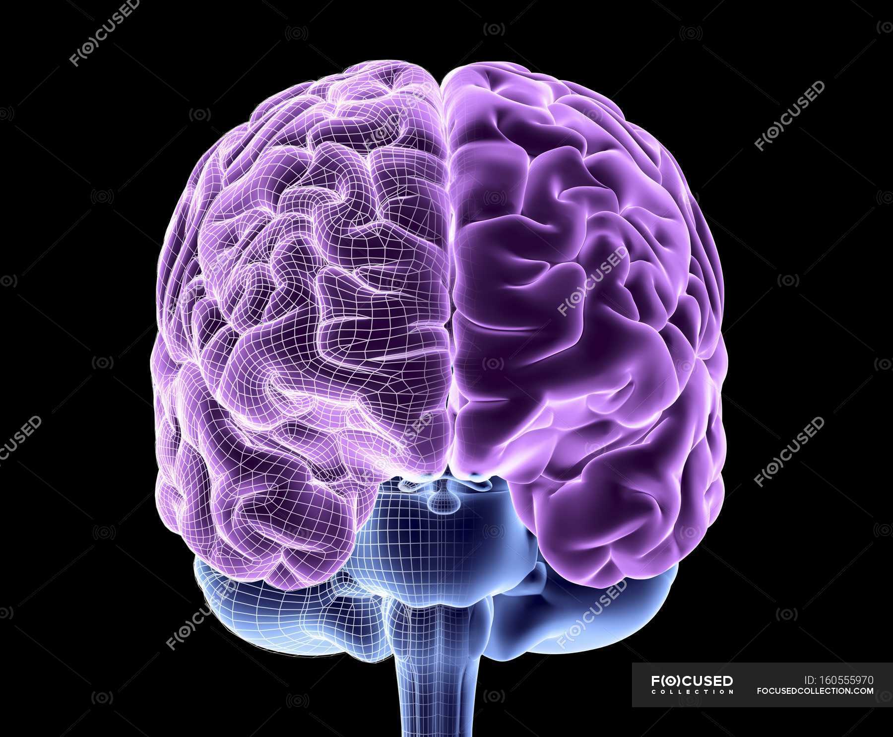 Healthy Human Brain — Brain Folds Details Stock Photo 160555970