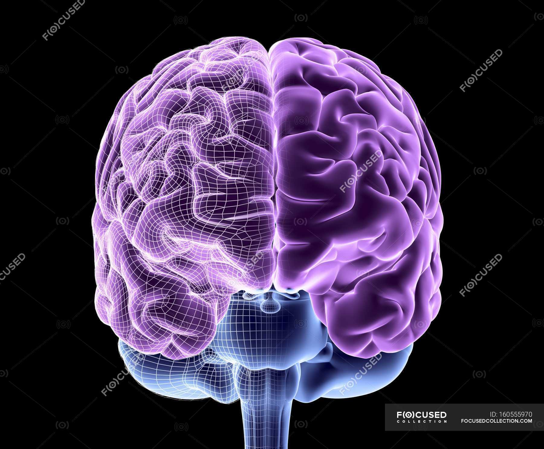 healthy-human-brain-brain-folds-details-stock-photo-160555970