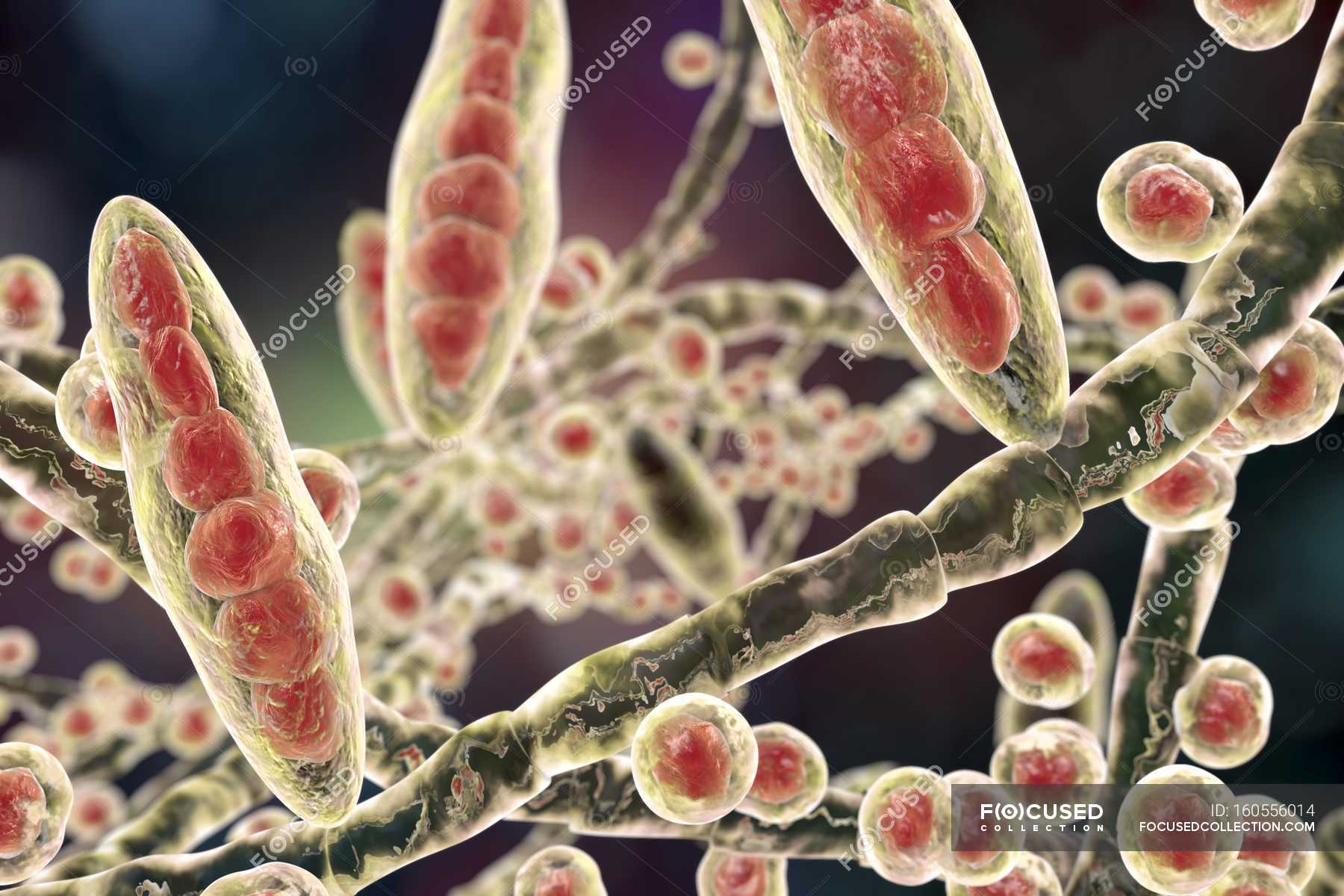 Trichophyton mentagrophytes cause of athlete foot — artwork, Tinea ...