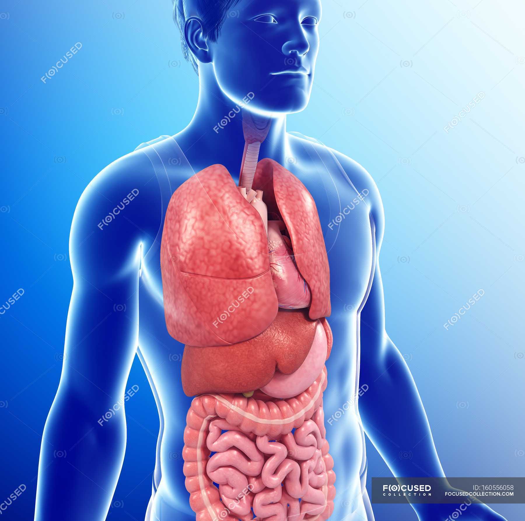 Male internal anatomy — biological, stomach - Stock Photo | #160556058