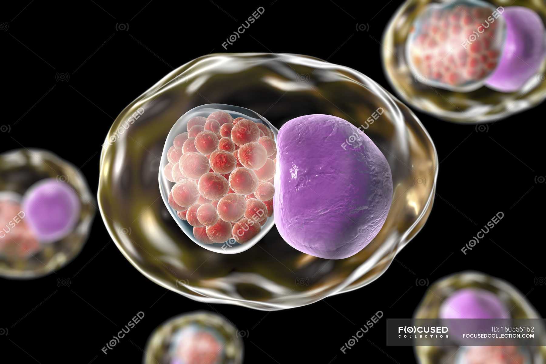 Chlamydia bacteria, illustration — intracellular parasite, zoonotic ...